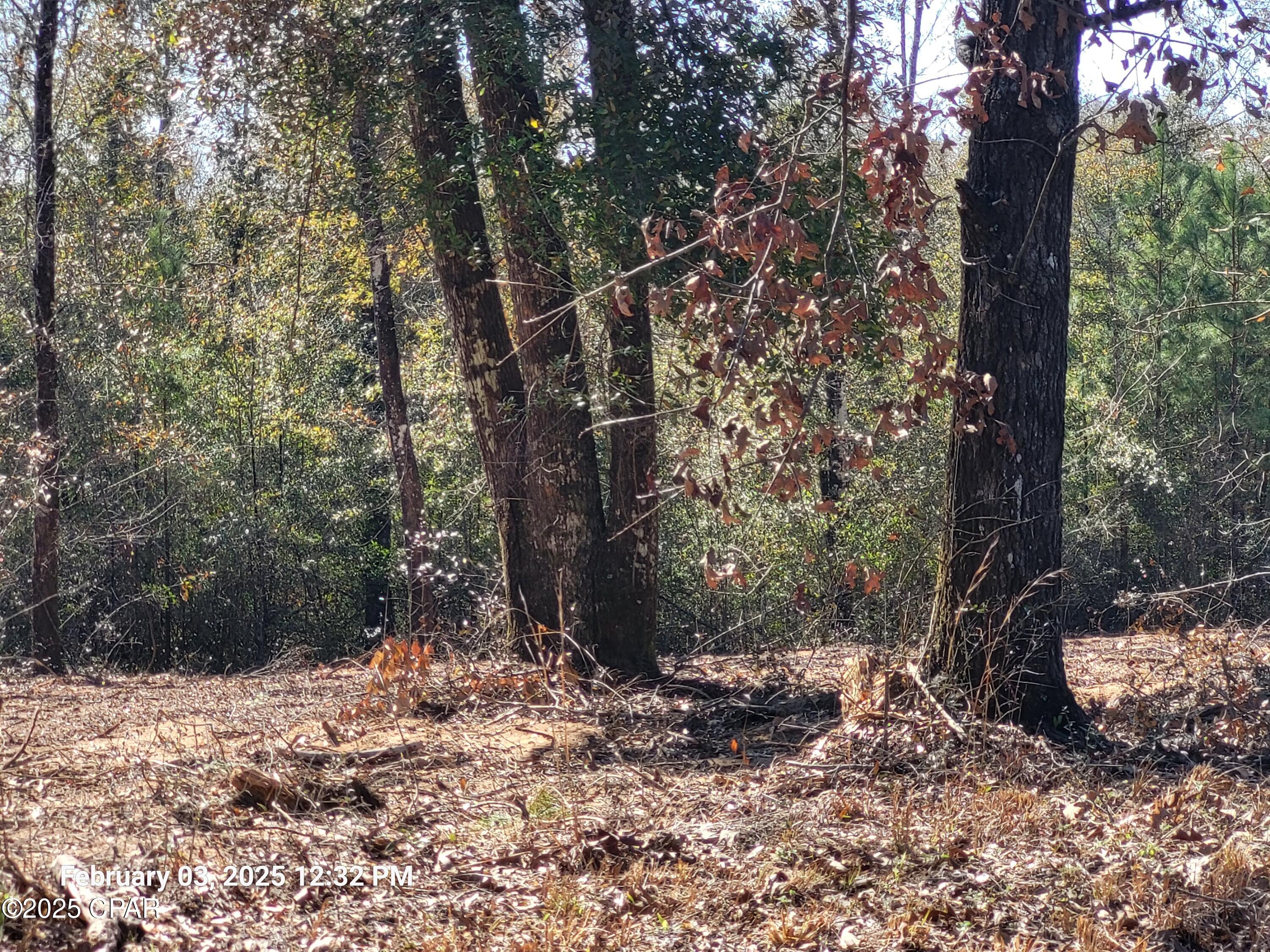 00 Womble Road #LOT 7, Altha, Florida image 2