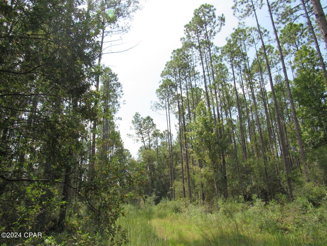 Image 7 For 40 Acres Bunker Creek Area