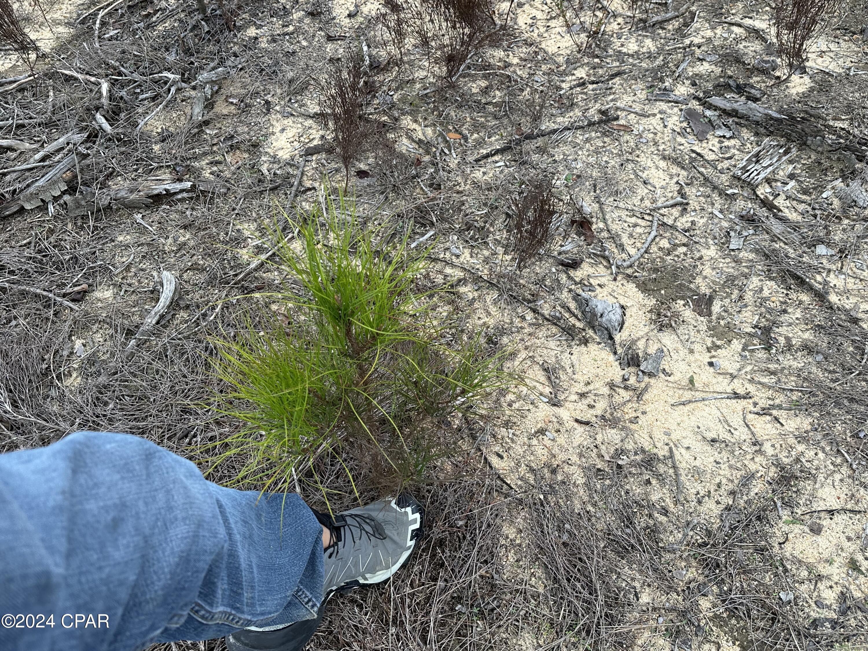 Image 11 For Tract 6415 Hwy 79