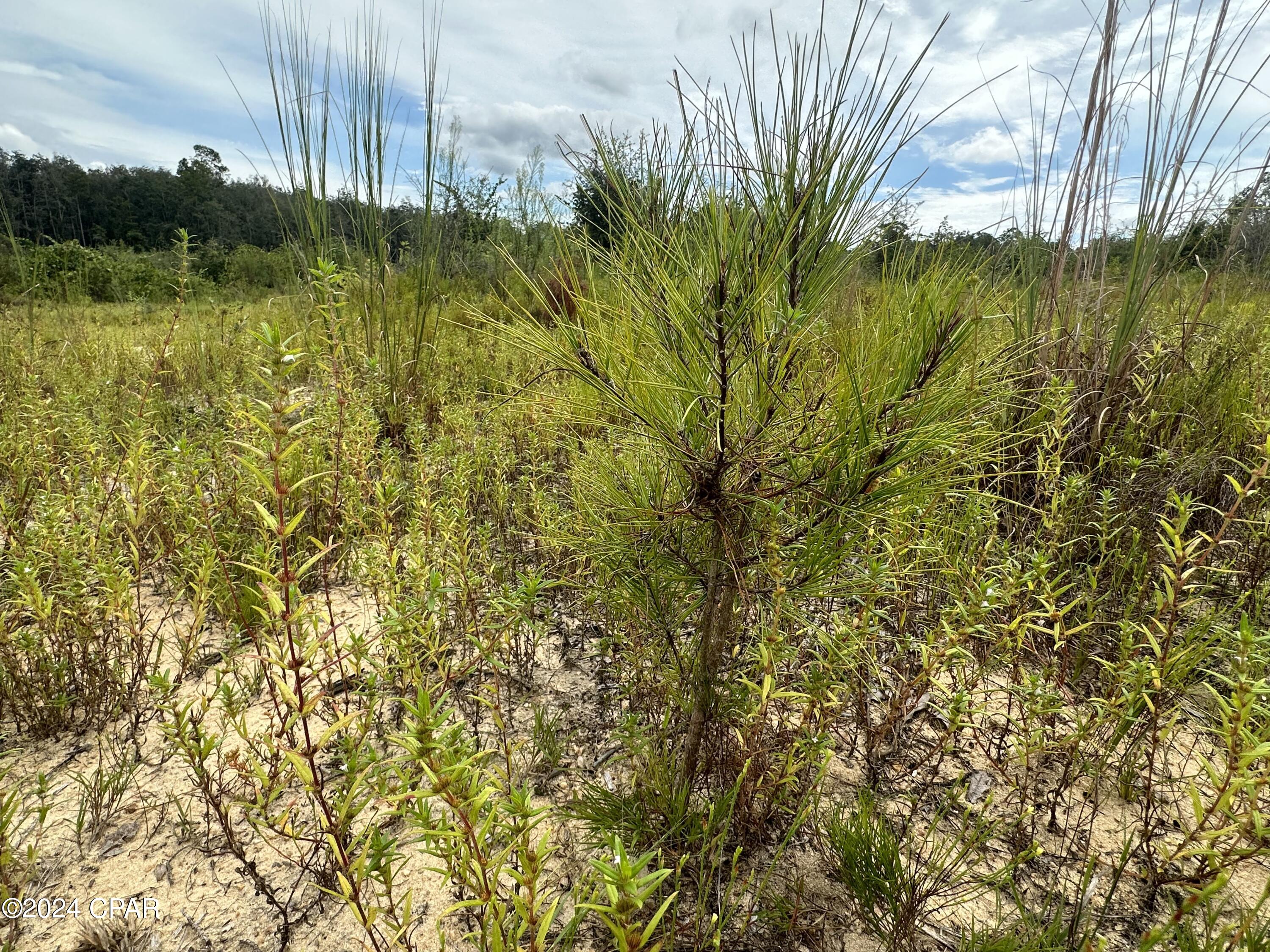 Tract 6415 Hwy 79, Bonifay, Florida image 9