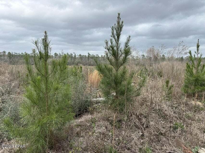 3934 Sand Path Road #TRACT6405, Bonifay, Florida image 6