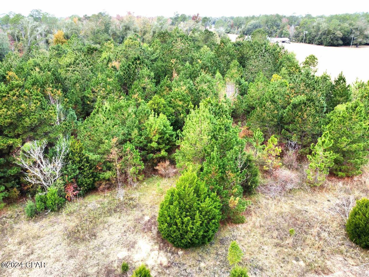 Xxx Freeman Road, Bristol, Florida image 5