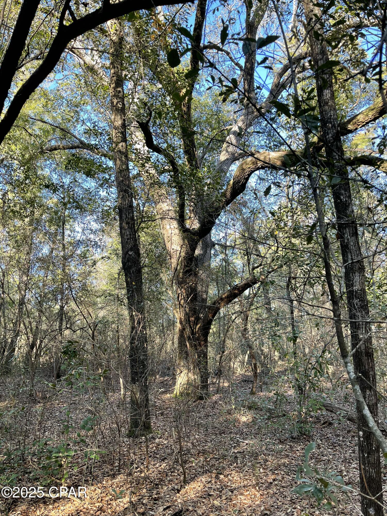 0000 Bent Oaks Road, Chipley, Florida image 17