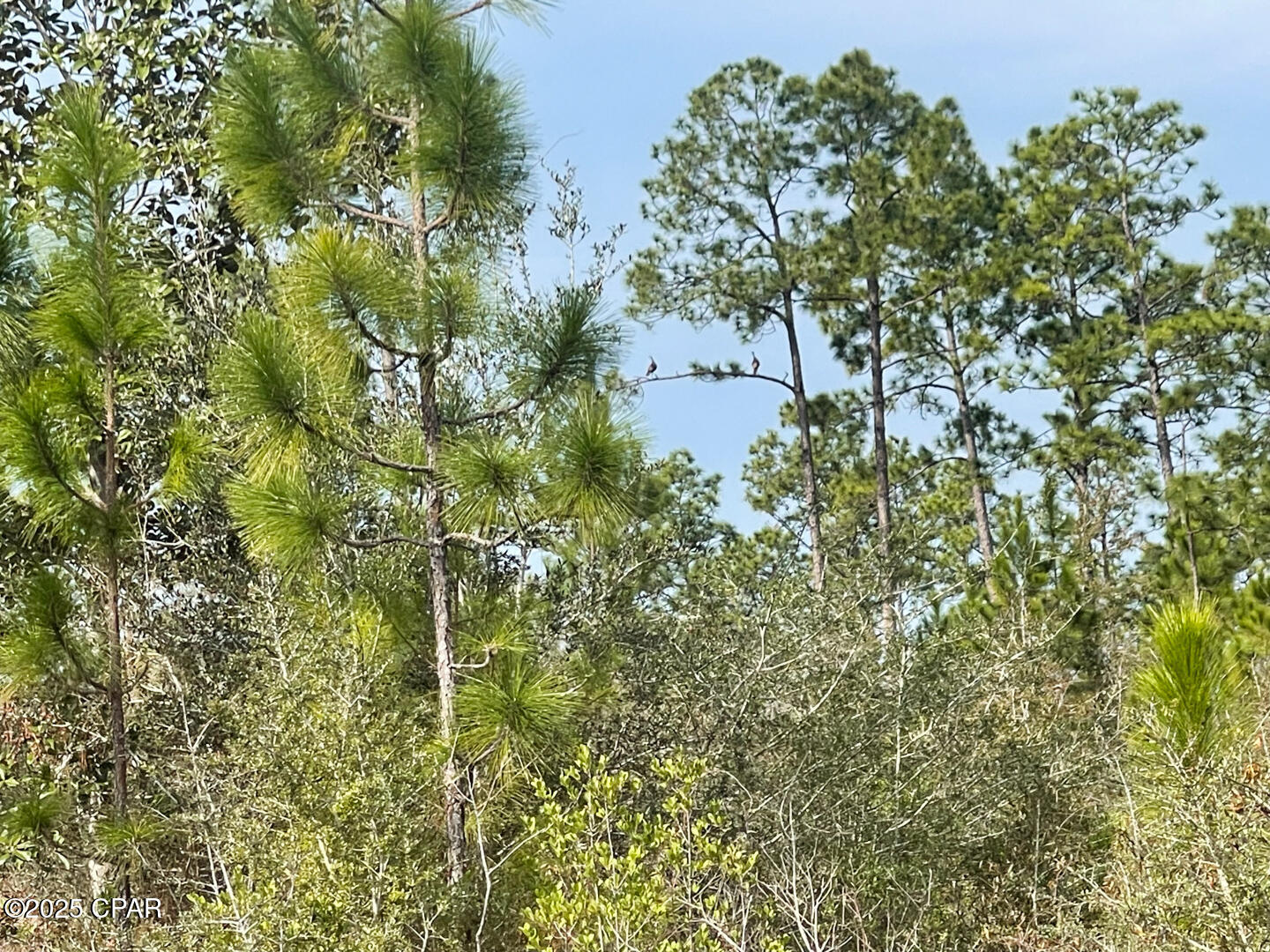2025 Reedy Creek Road, Alford, Florida image 28