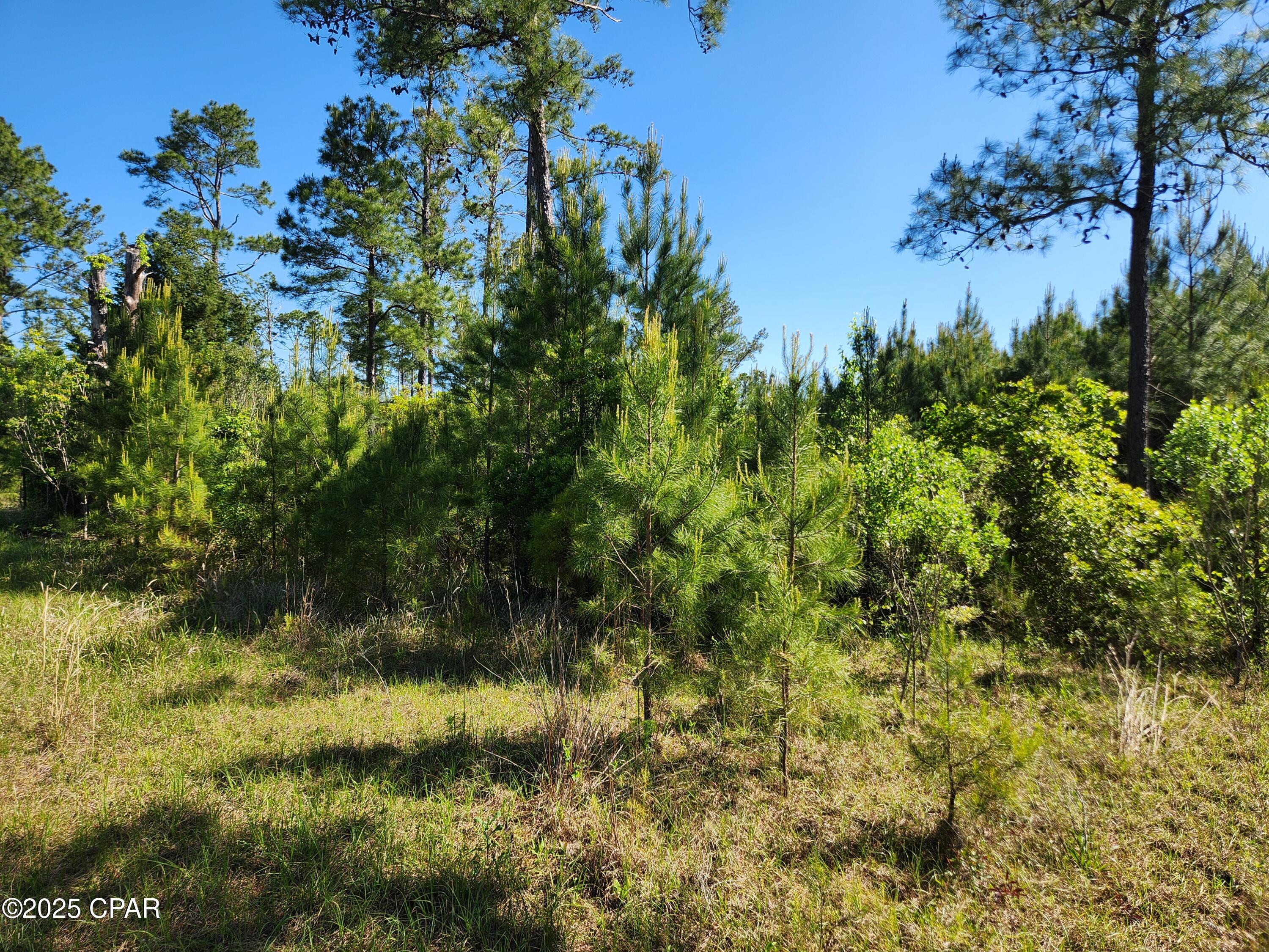 19265 SE Wrennie Moody, Blountstown, Florida image 2