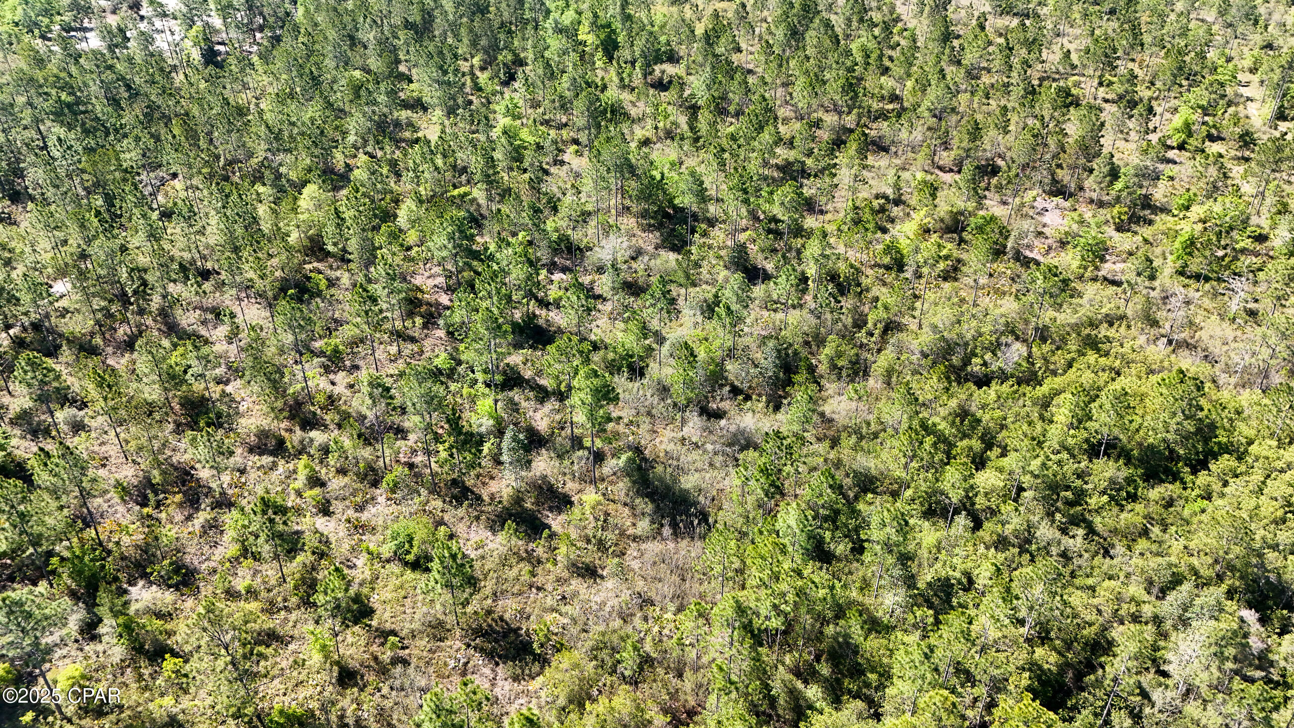 NW Miller Road, Altha, Florida image 7