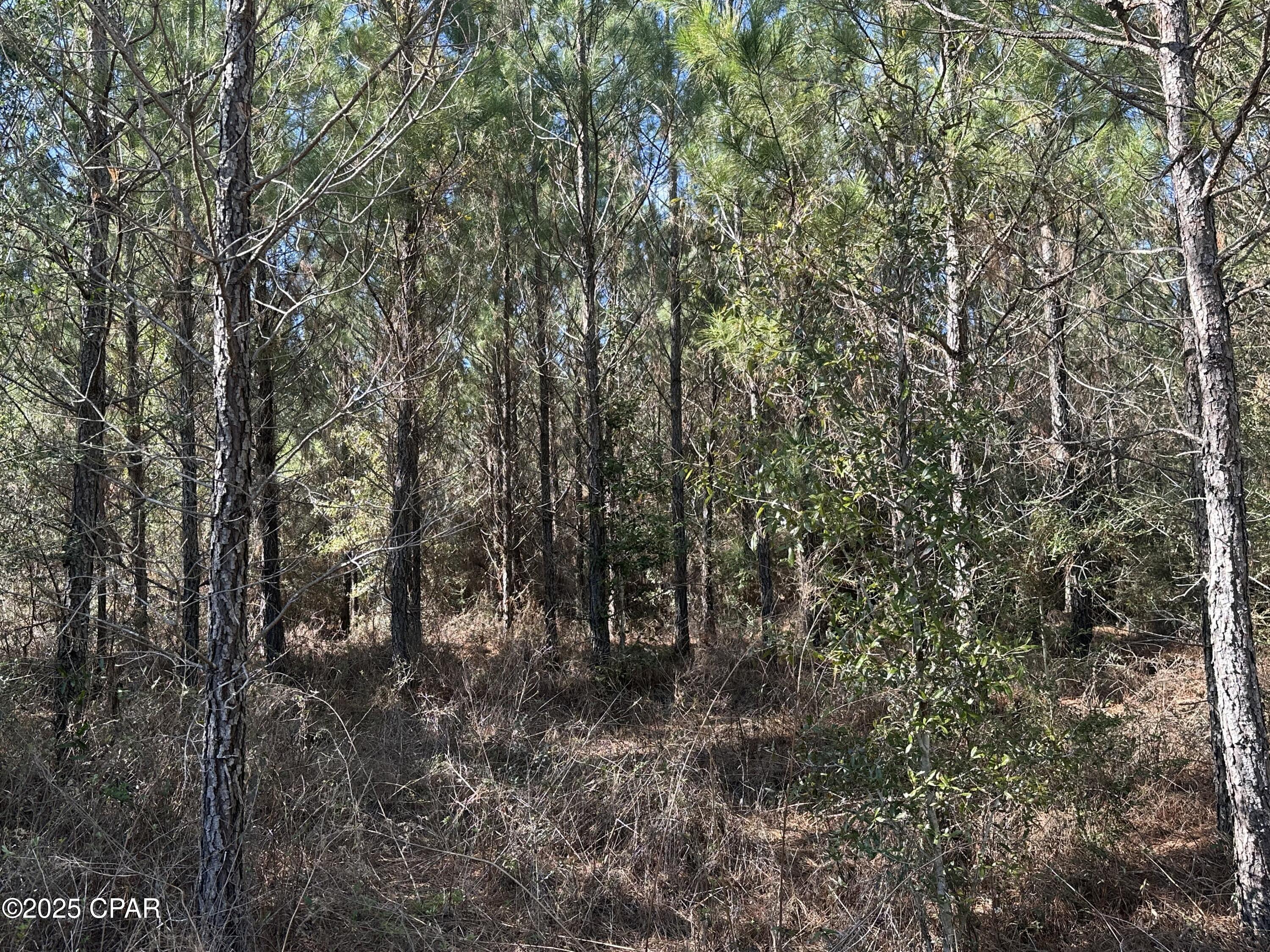 Tract#6317 Harris Stevenson Road, Bonifay, Florida image 17