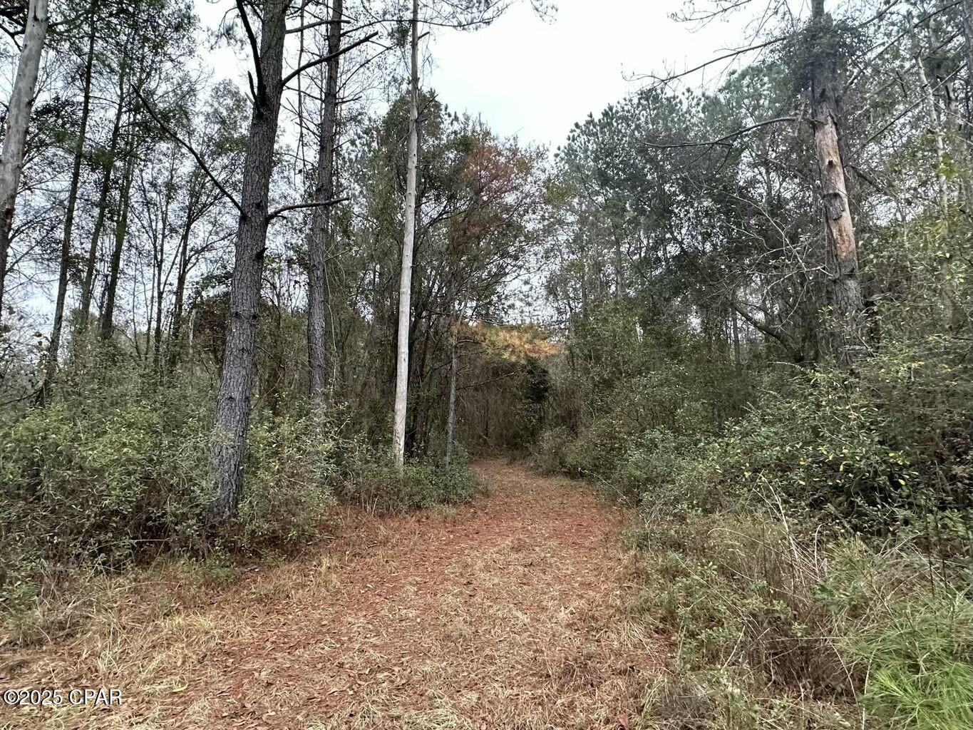 Tract#6326 Tri County Road #59 +/- AC, Bonifay, Florida image 5