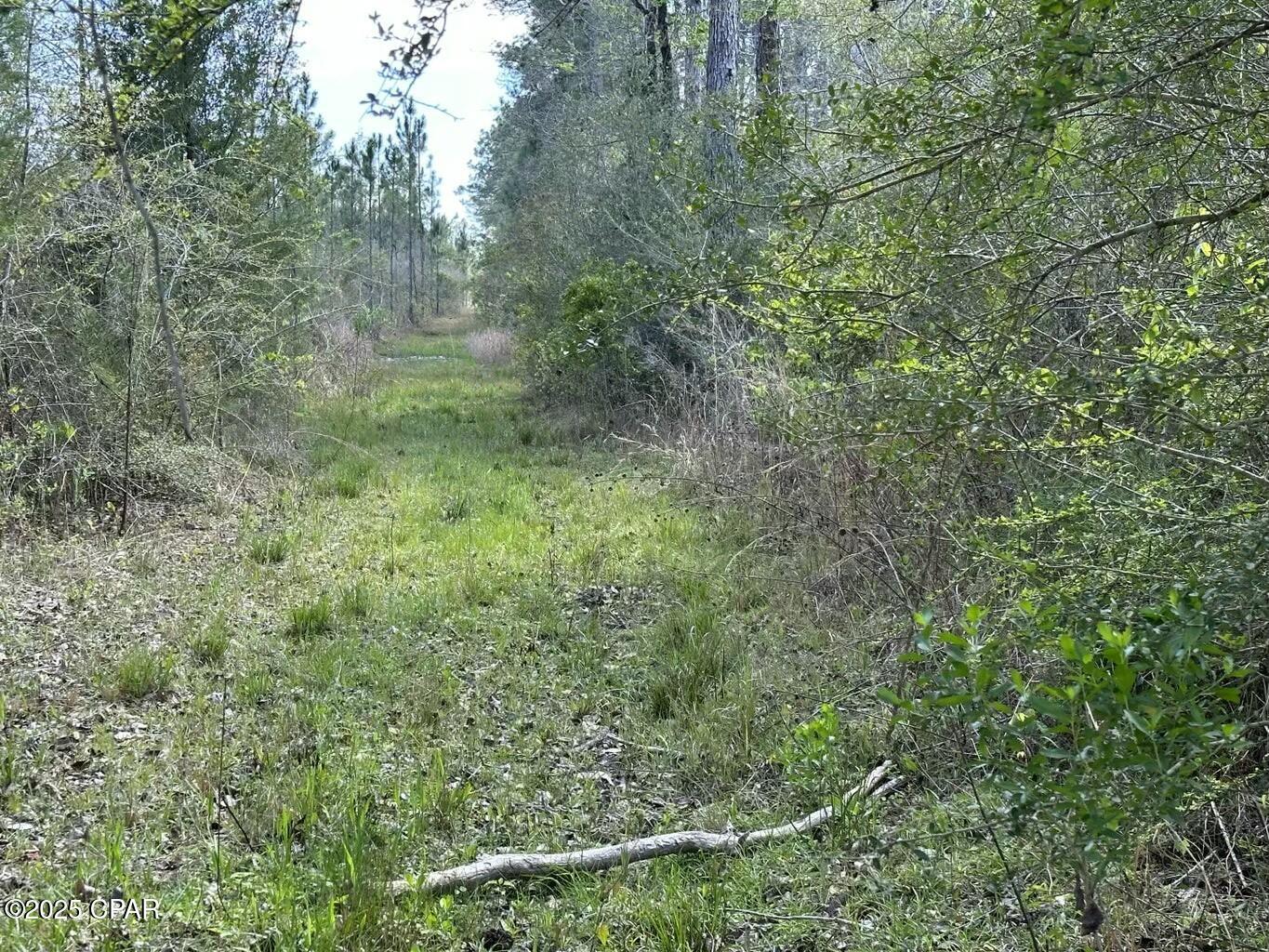 Tract#6416 Brock Road, Caryville, Florida image 2