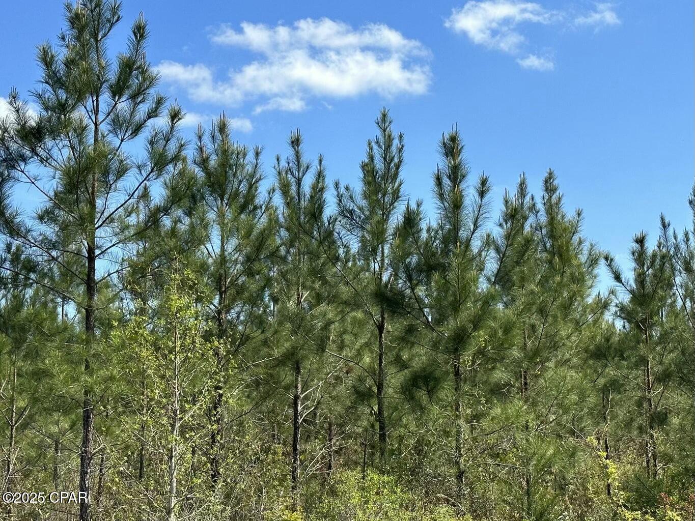 Tract#6416 Brock Road, Caryville, Florida image 4