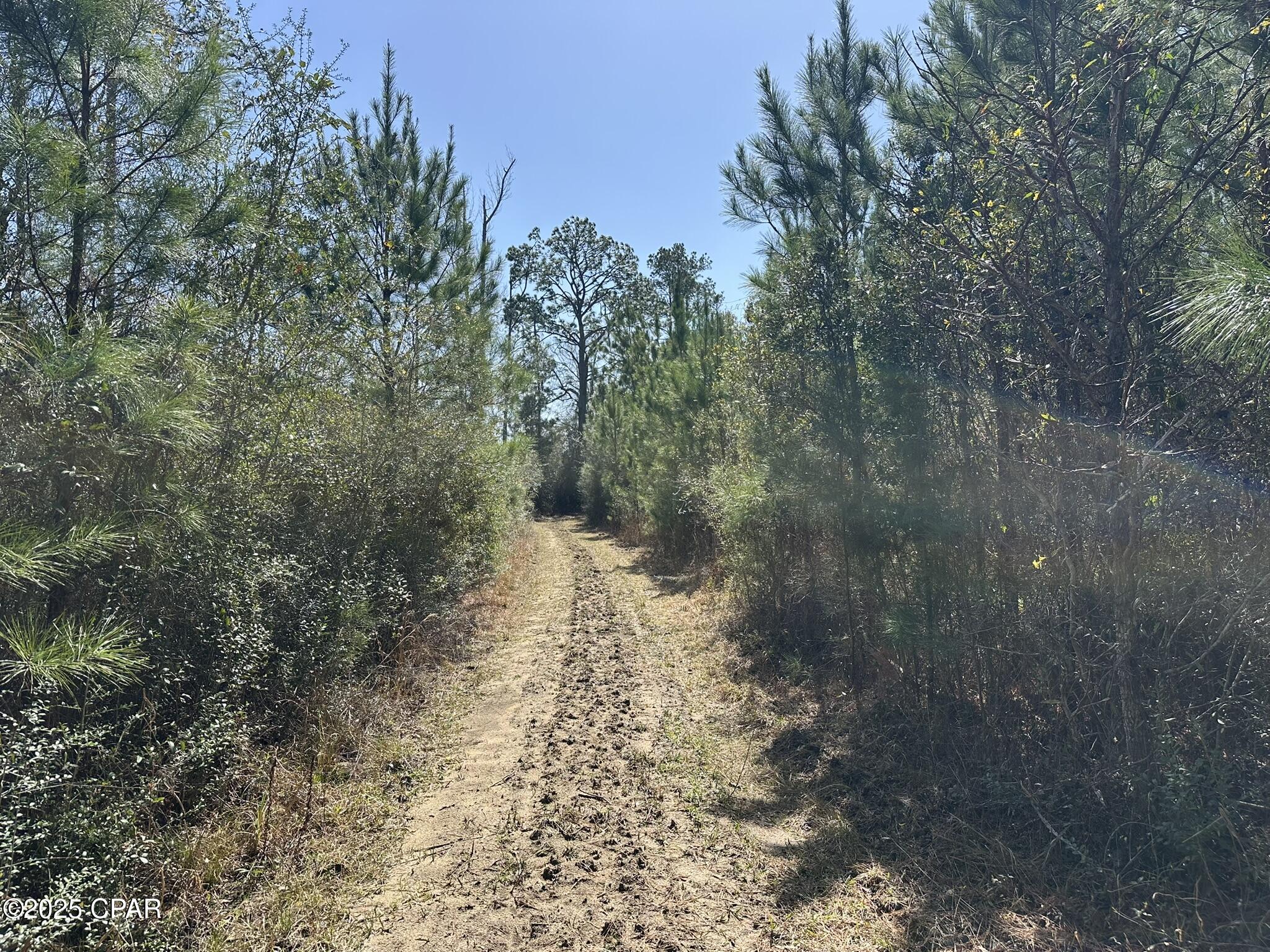 Tract#6416 Douglas Ferry North, Caryville, Florida image 10