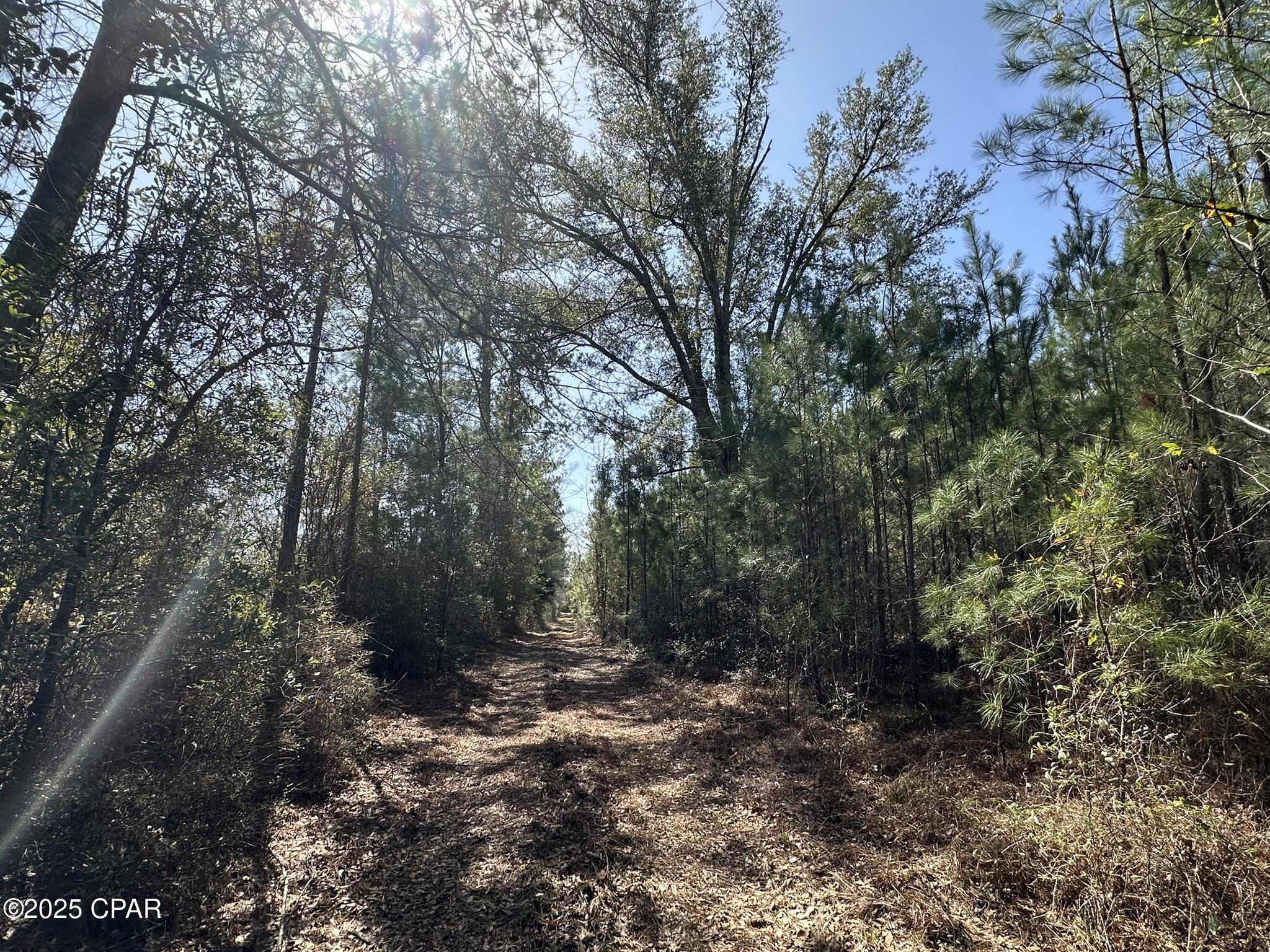 Tract#6416 Douglas Ferry North, Caryville, Florida image 11