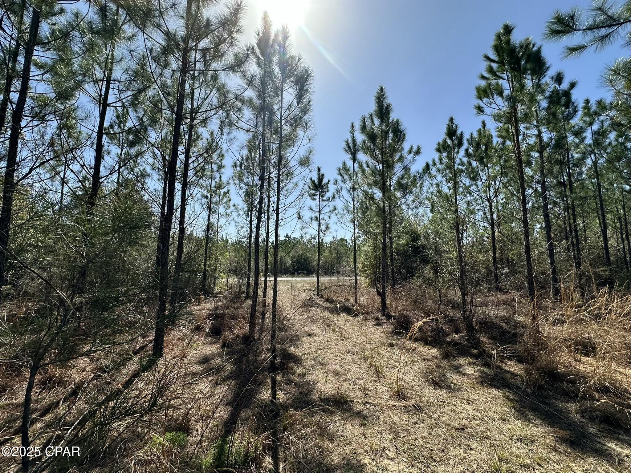 Tract#6416 Douglas Ferry North, Caryville, Florida image 2