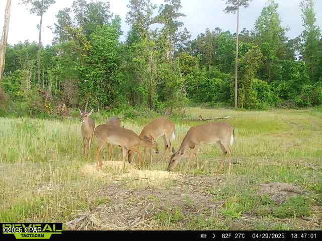 00 Sinai Road, Sneads, Florida image 13