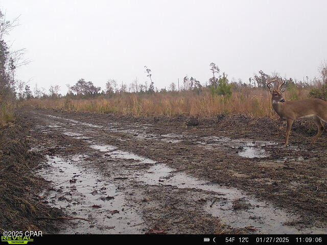 00 Sinai Road, Sneads, Florida image 14