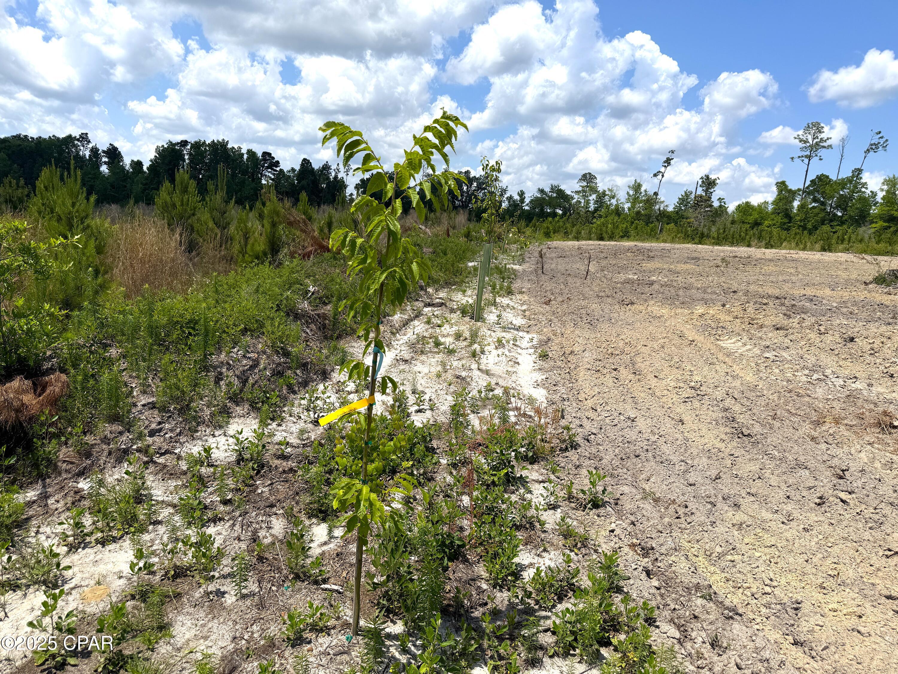 00 Sinai Road, Sneads, Florida image 38