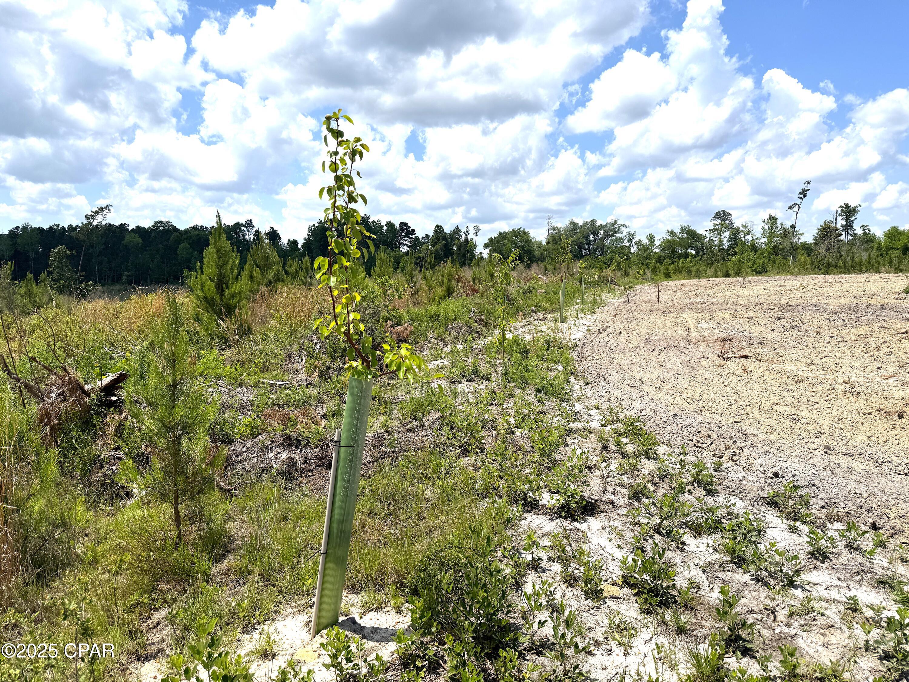 00 Sinai Road, Sneads, Florida image 41