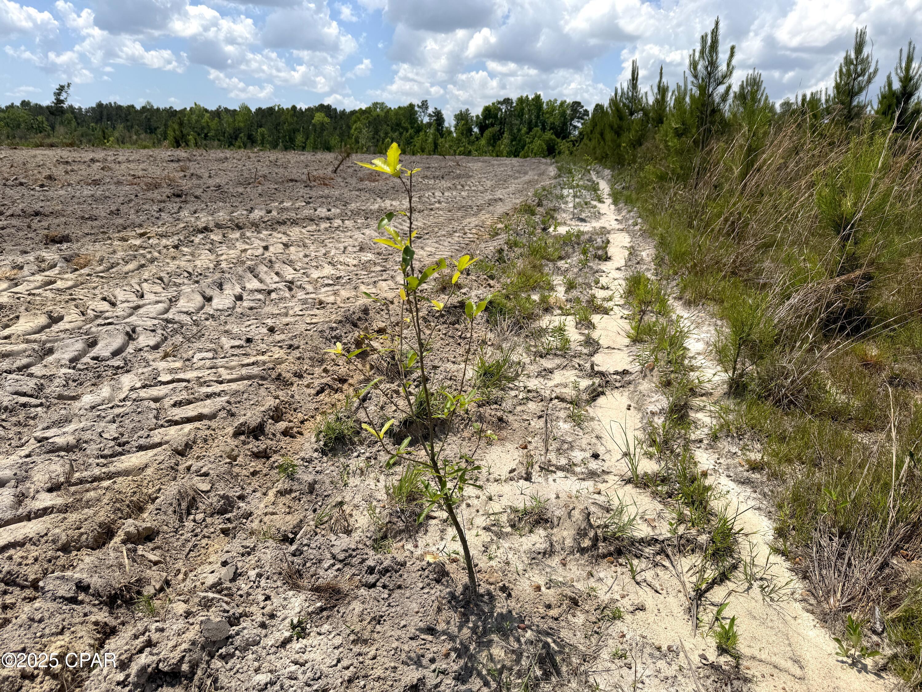 00 Sinai Road, Sneads, Florida image 45