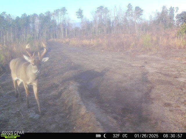 00 Sinai Road, Sneads, Florida image 50
