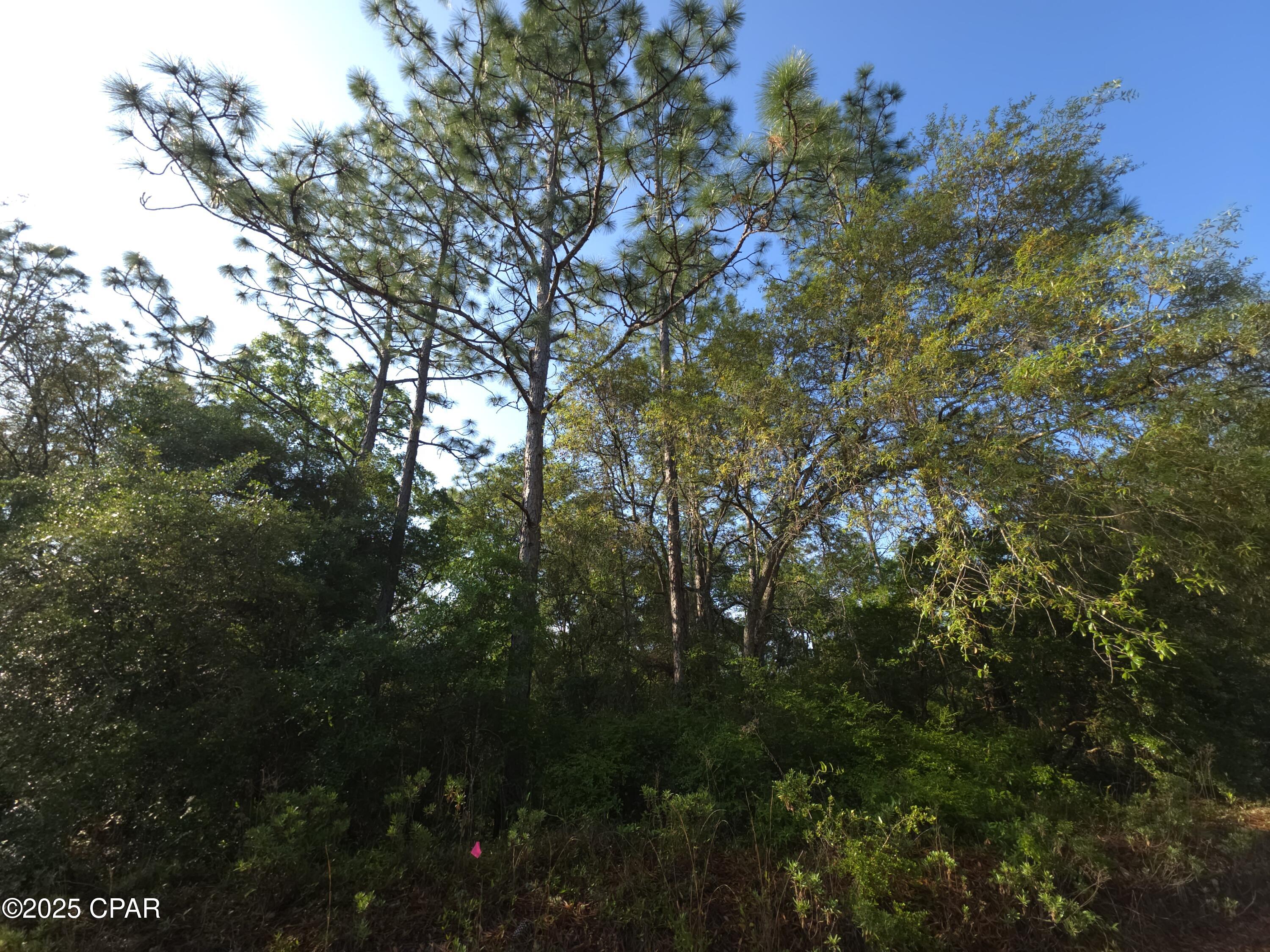 00 Payne Lake Road Road, Chipley, Florida image 6