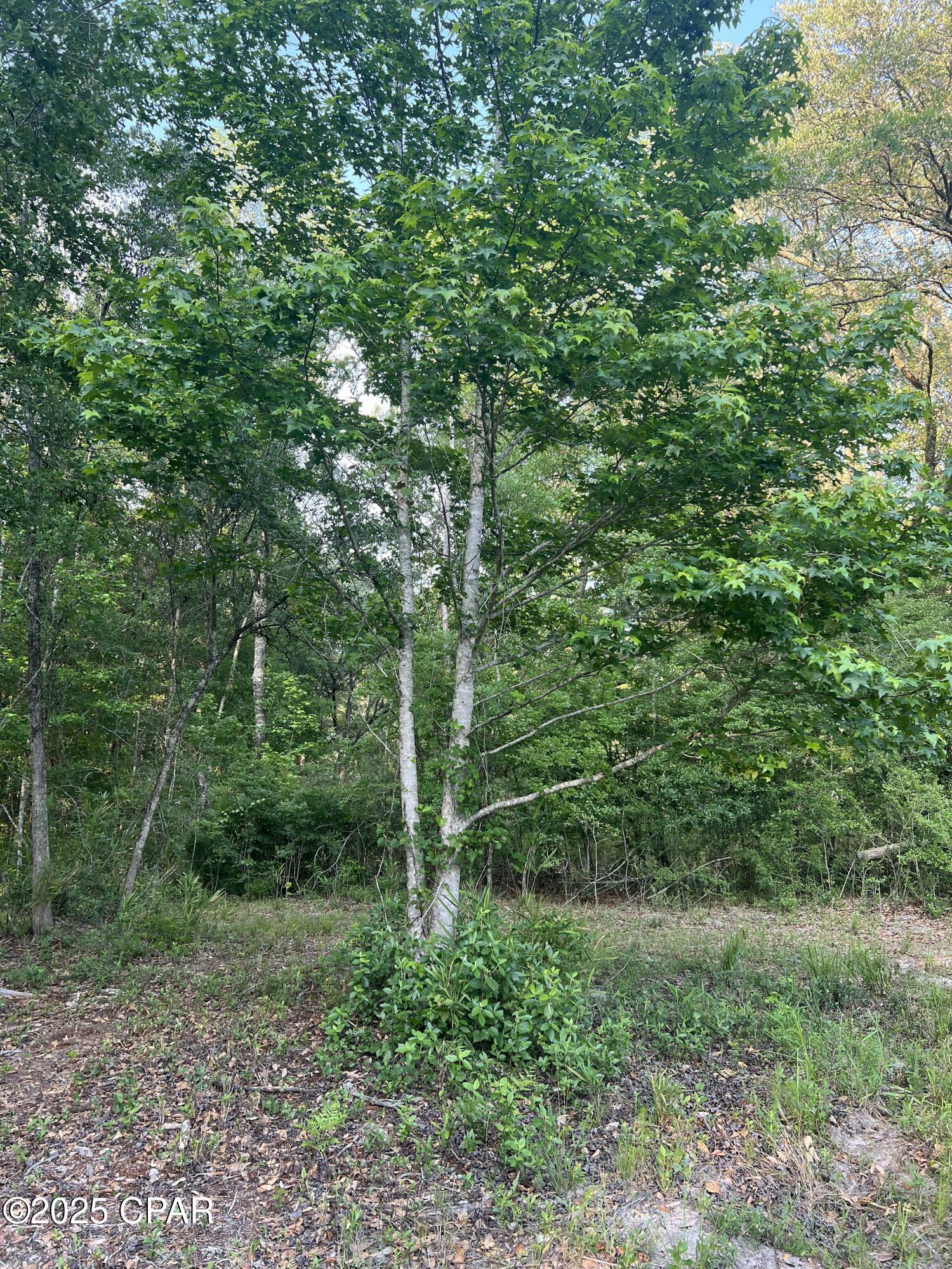 Listing photo id 22 for 1750 Turkey Oak Trail