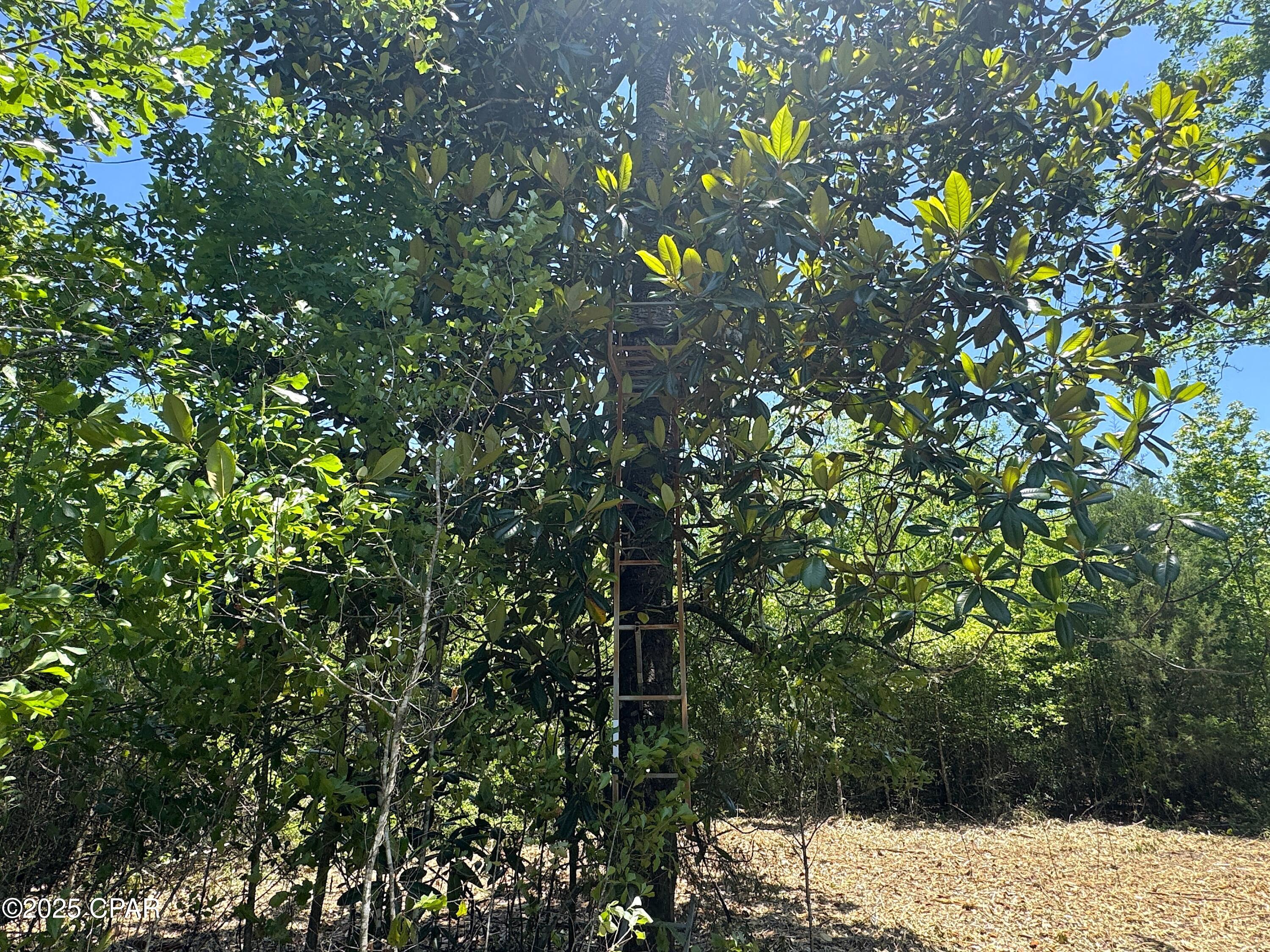 Mutual Road, Alford, Florida image 22