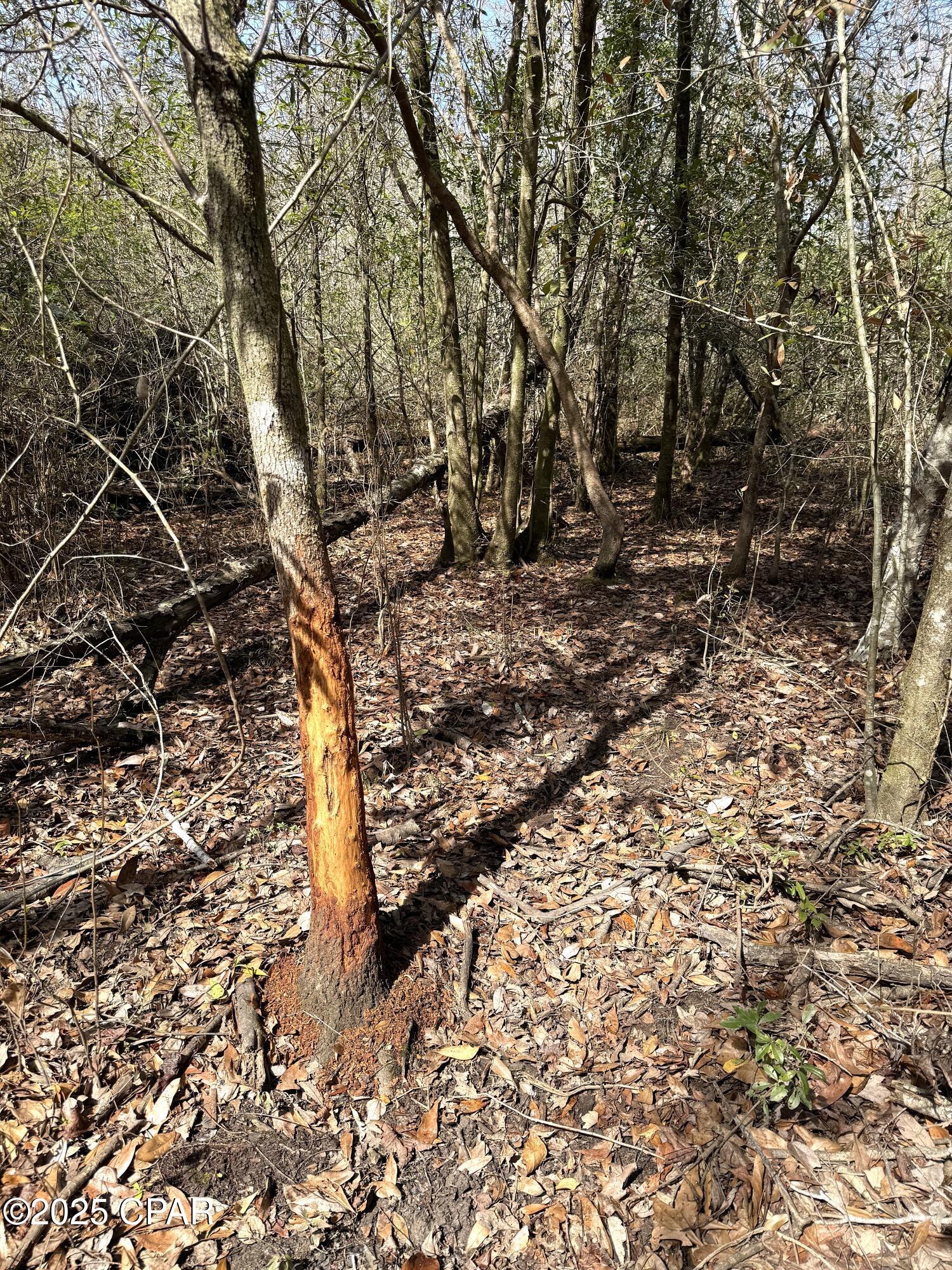 Mutual Road, Alford, Florida image 6