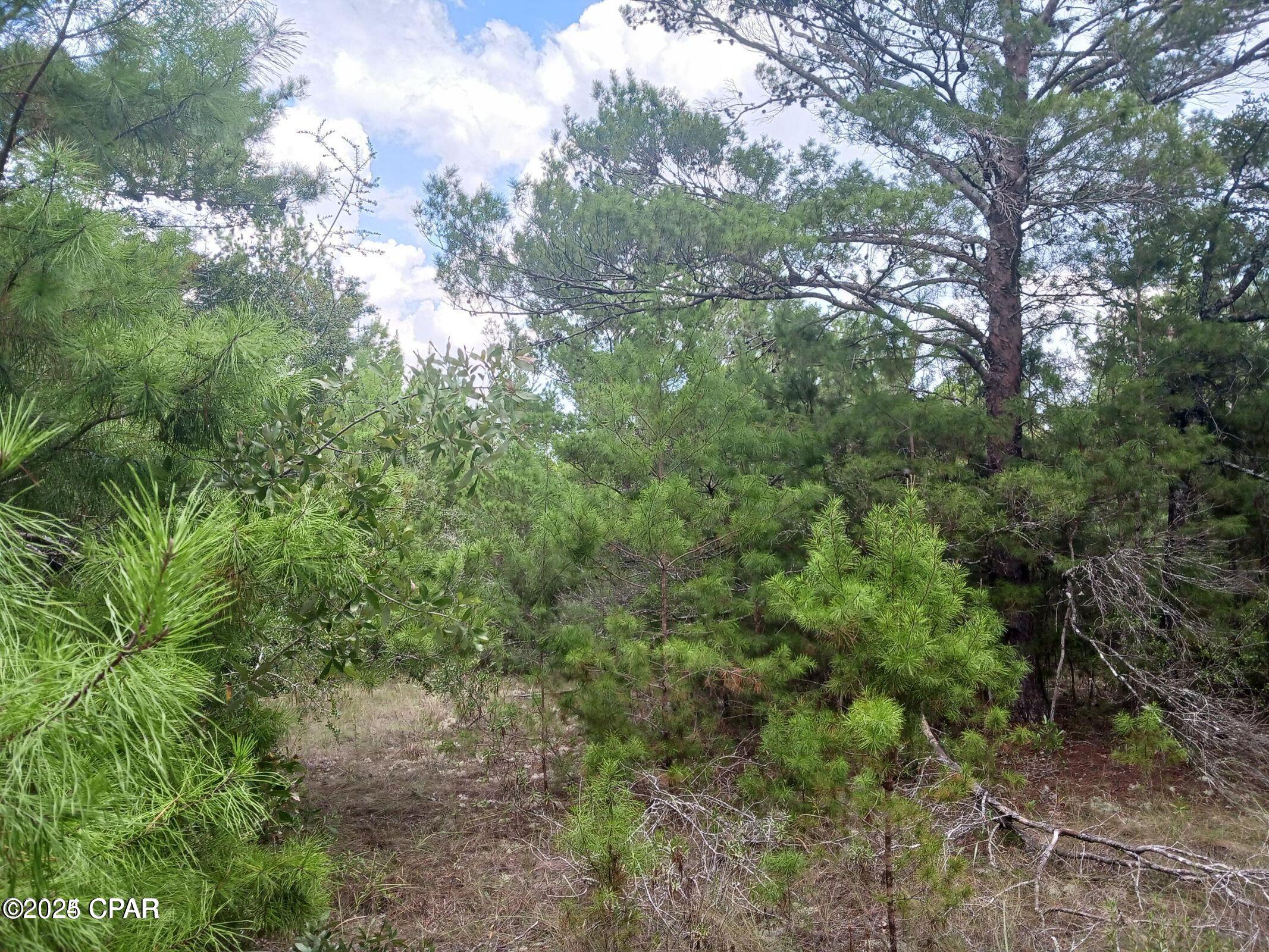 Image 3 For Lot 17 Tassel Court