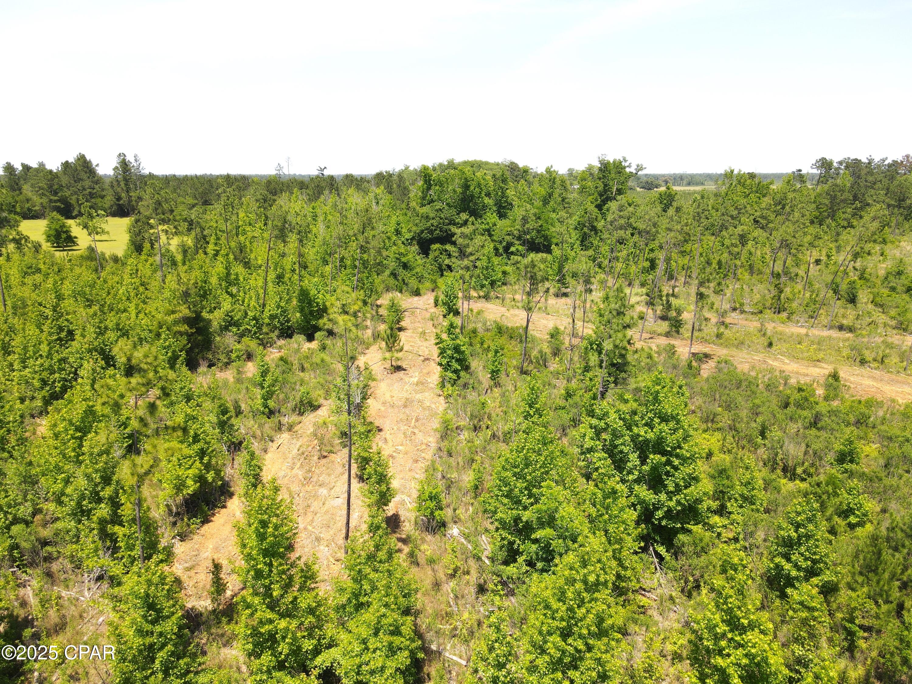 Betlehem Road, Cottondale, Florida image 13