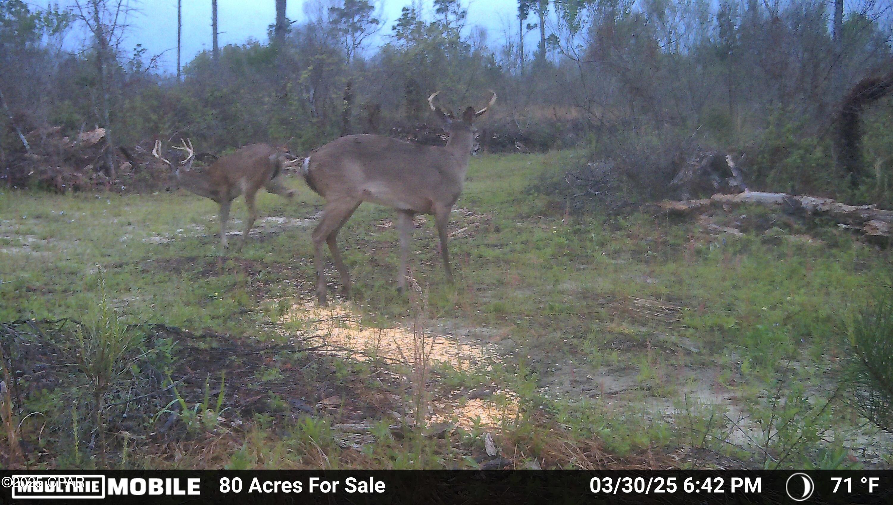 Betlehem Road, Cottondale, Florida image 24
