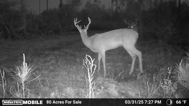 Betlehem Road, Cottondale, Florida image 26