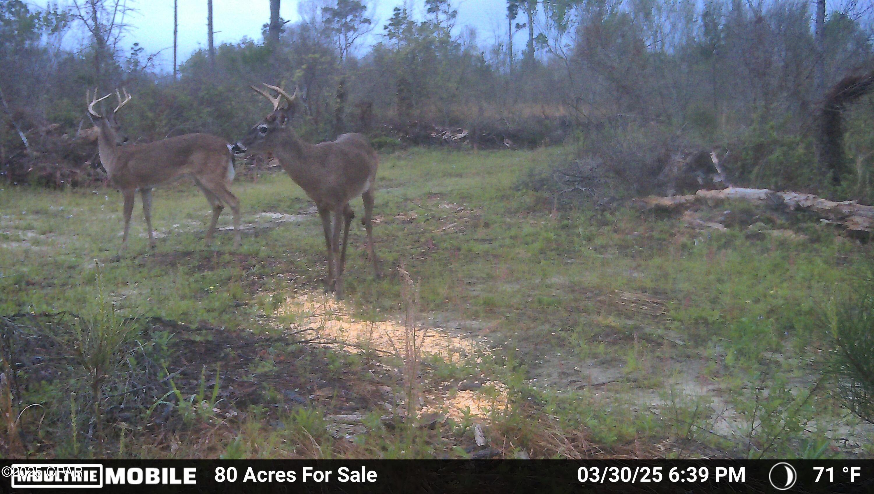Betlehem Road, Cottondale, Florida image 27