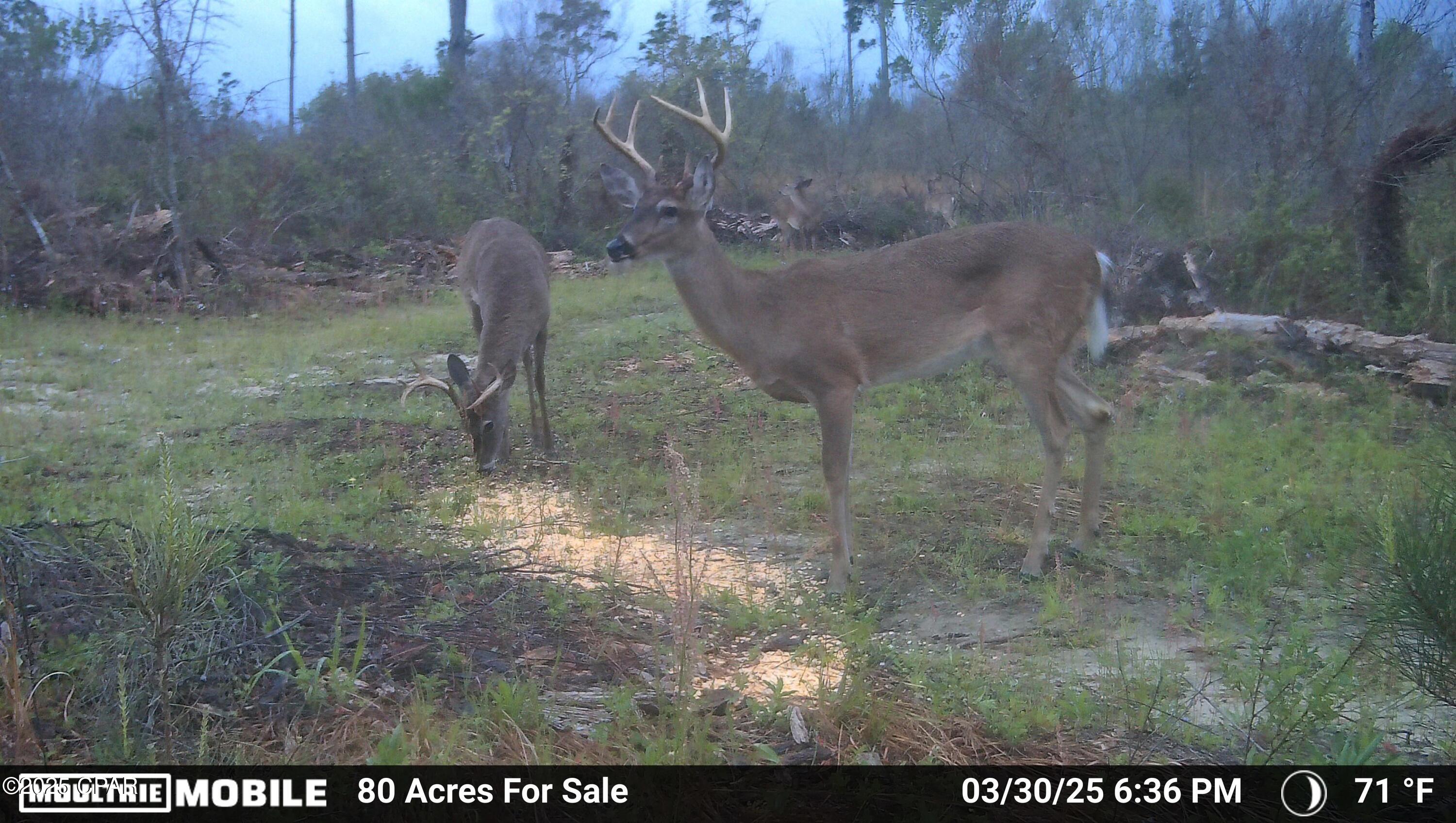 Betlehem Road, Cottondale, Florida image 5