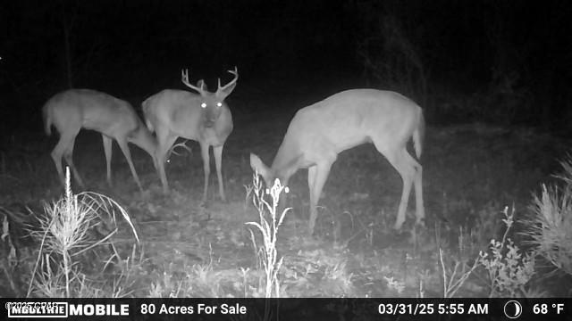 Betlehem Road, Cottondale, Florida image 6
