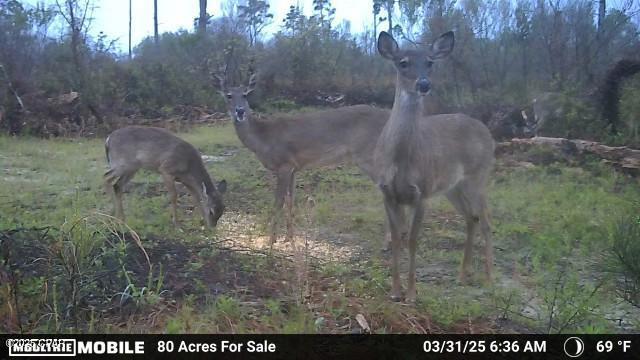 Betlehem Road, Cottondale, Florida image 7