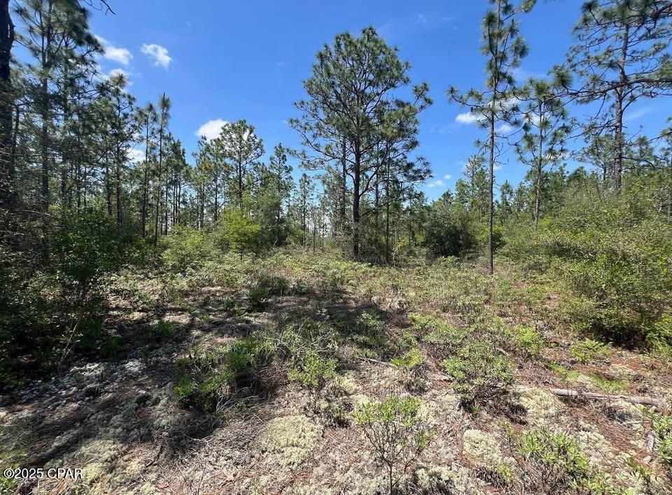 3974 NW Joy Lane, Altha, Florida image 3