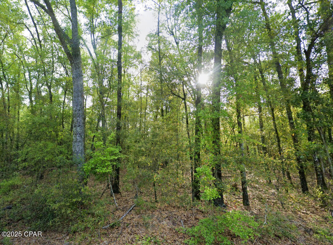 Messer Road, Sneads, Florida image 9