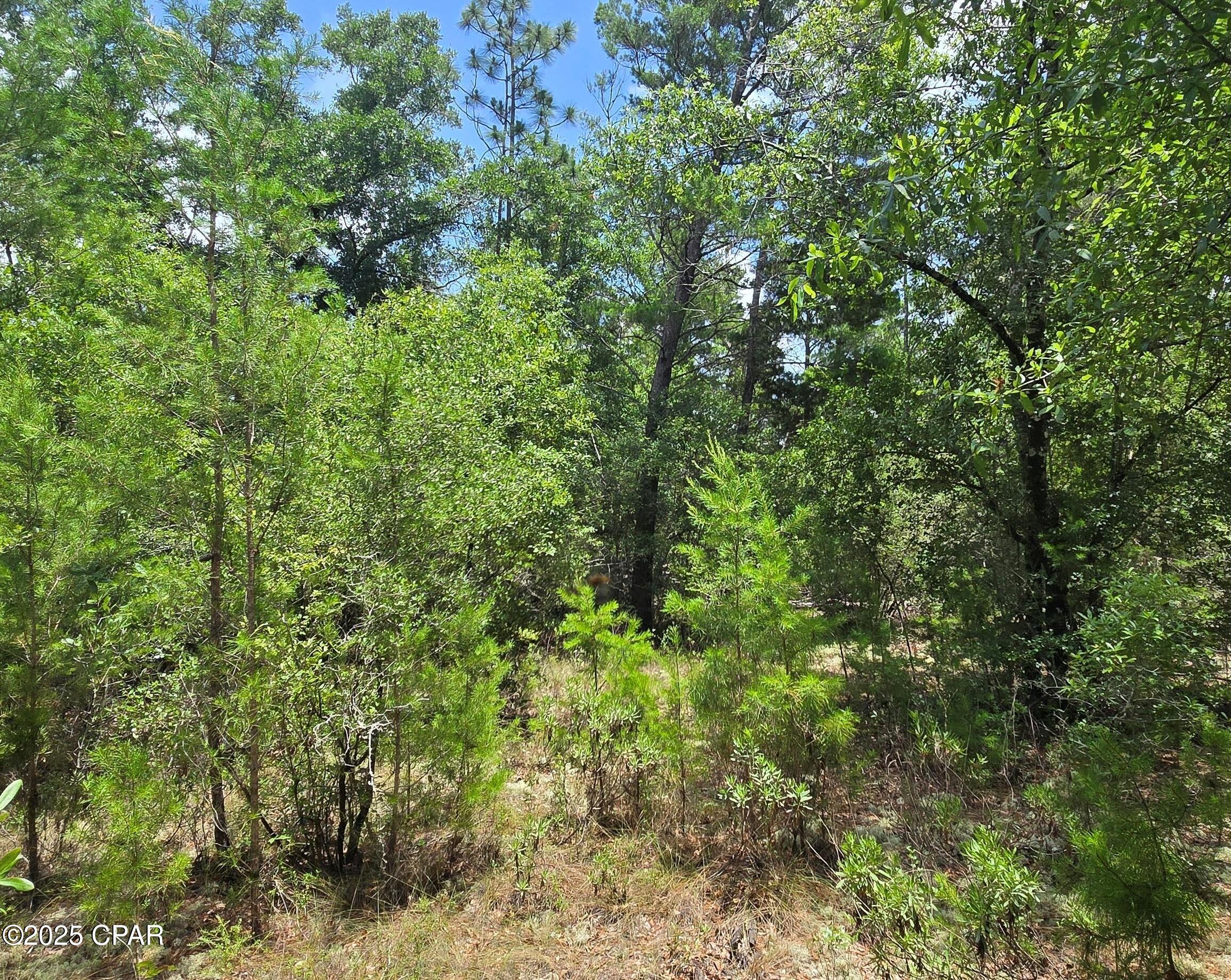 Lot 8 Jamaica Circle, Chipley, Florida image 3