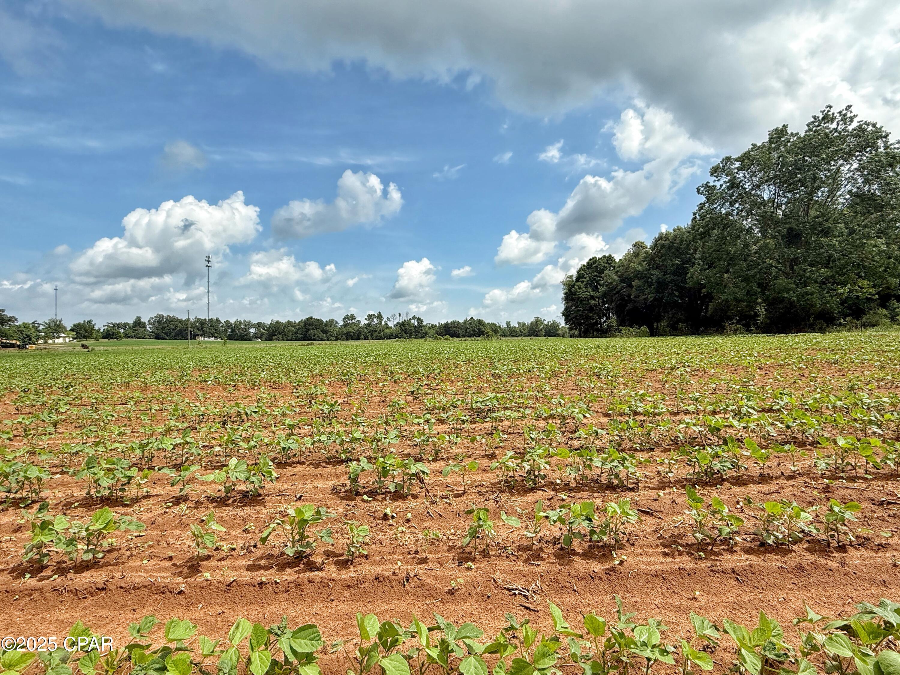 00 Chips Drive, Grand Ridge, Florida image 9