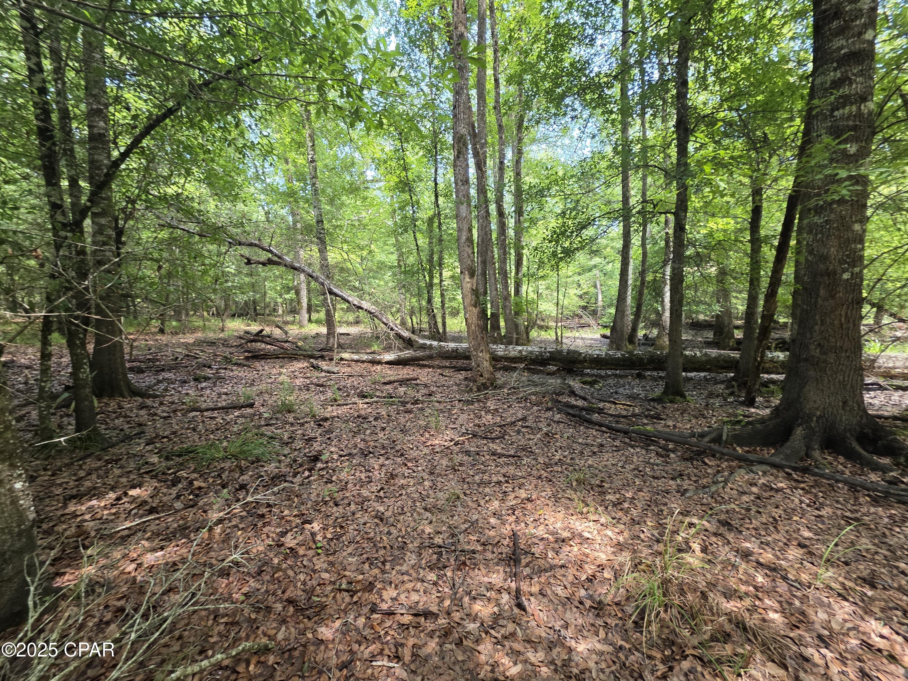 River Rd. Road, Bascom, Florida image 14