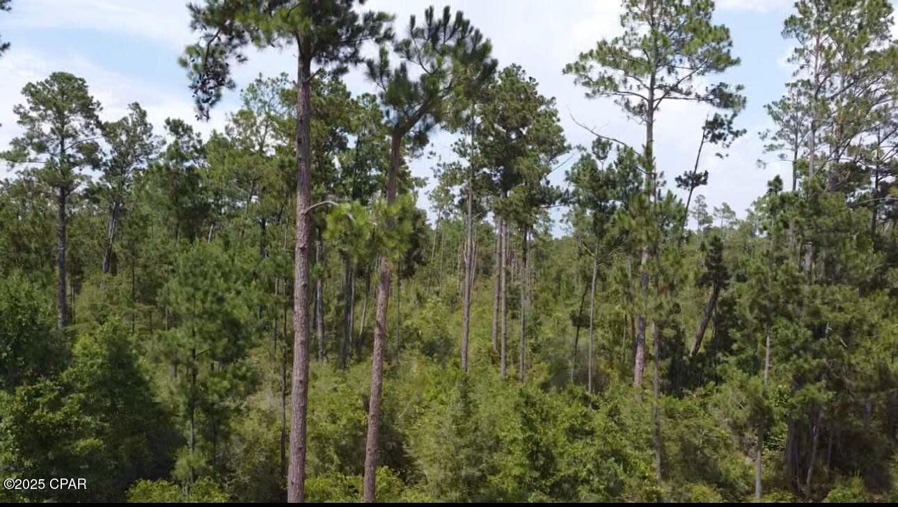 Black Hills Street, Alford, Florida image 4