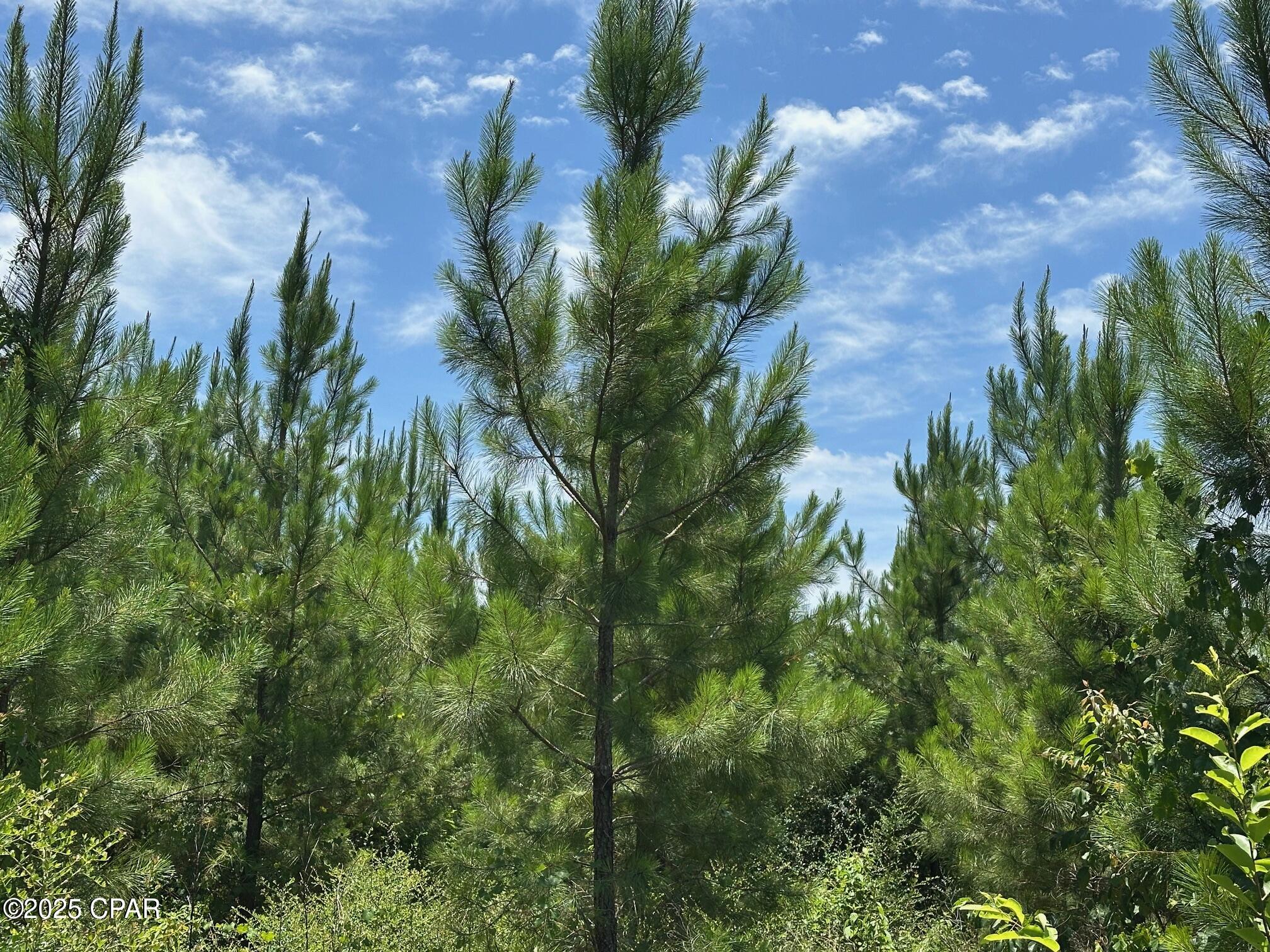 000 NW Camp Head Road, Altha, Florida image 14