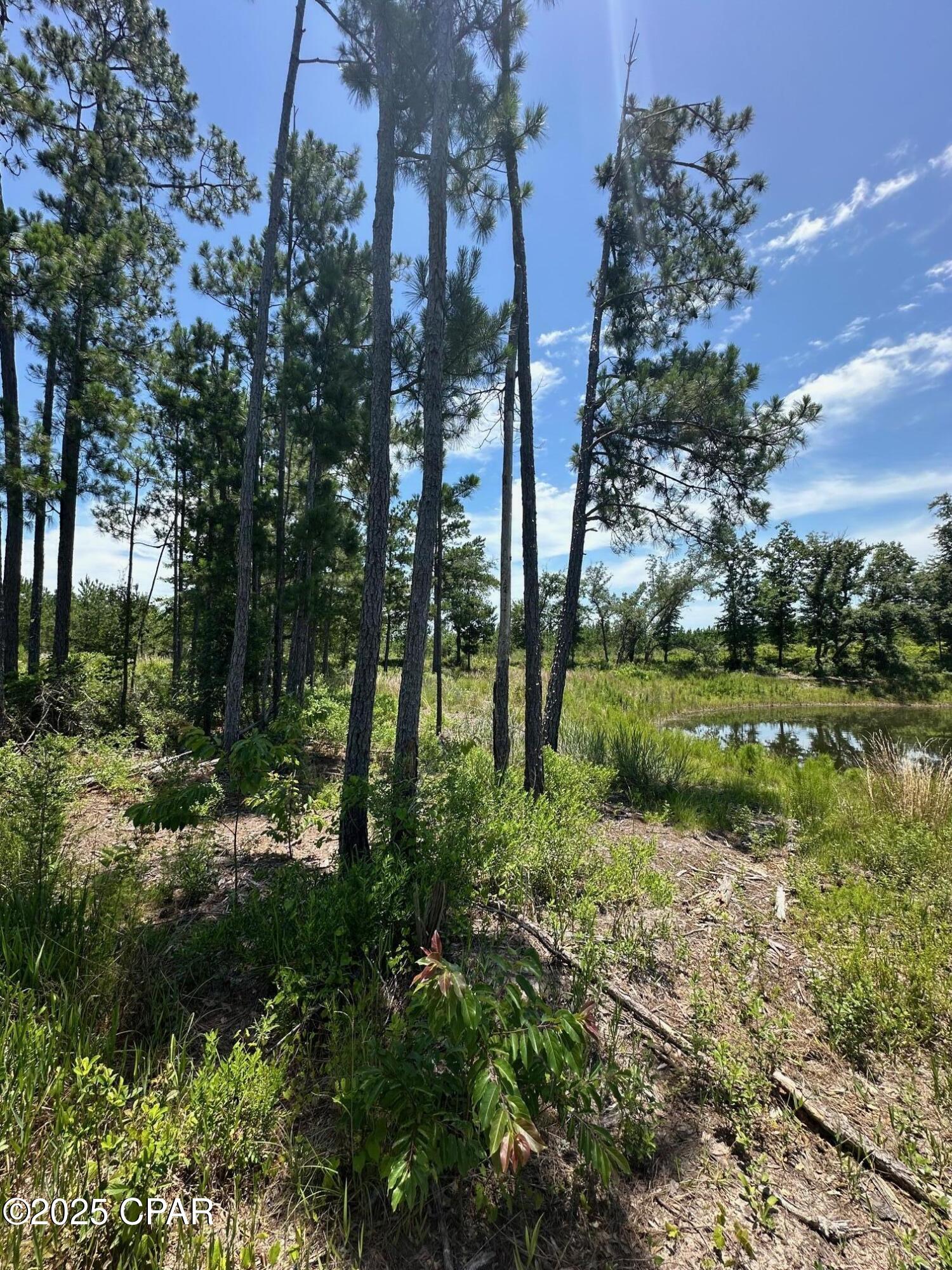 000 NW Camp Head Road, Altha, Florida image 9