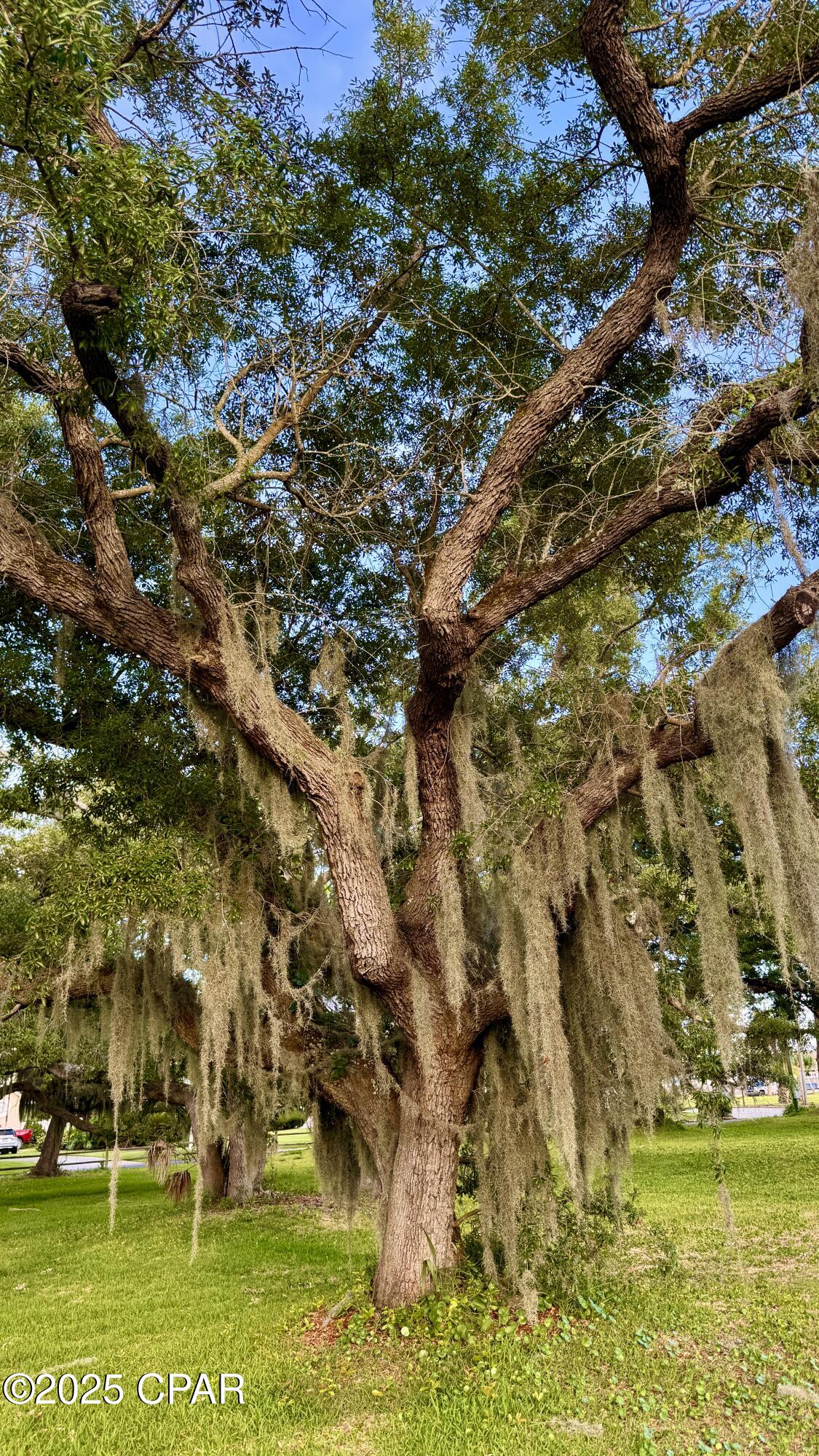Bayshore Drive, Panama City Beach, Florida image 15