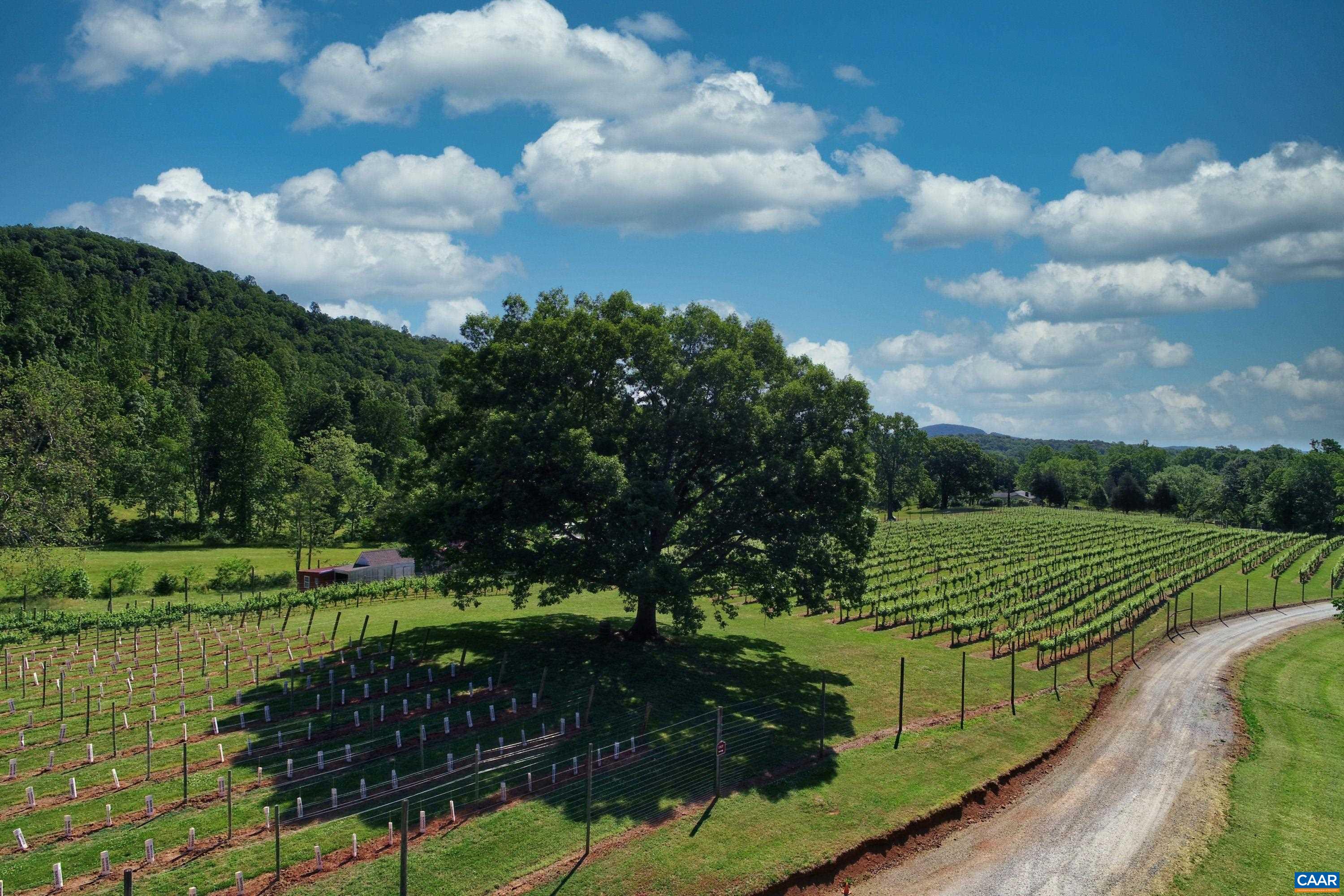 RARE OPPORTUNITY to own a thriving winery nestled in Virginia’s renowned Monticello Wine Trail, just minutes from Charlottesville. Spanning 206 acres of picturesque countryside, this estate features 5.5 acres of meticulously maintained vineyards celebrated for crafting award-winning wines honored with multiple Virginia Governor’s Cup medals. The property’s rolling hills and expansive pastures offer a serene backdrop, with an ideal site to build a custom residence. Ample acreage allows for future expansion, whether through additional vineyard plantings, event venues, or hospitality ventures. Fully equipped for small-batch production, the operational winery supports both preserving legacy quality and exploring innovative techniques. A charming 1900s-era log cabin adds versatile accommodations for private use or guest stays. Blending rustic charm with modern potential, this turnkey estate invites visionary stewardship in a prime viticultural region.