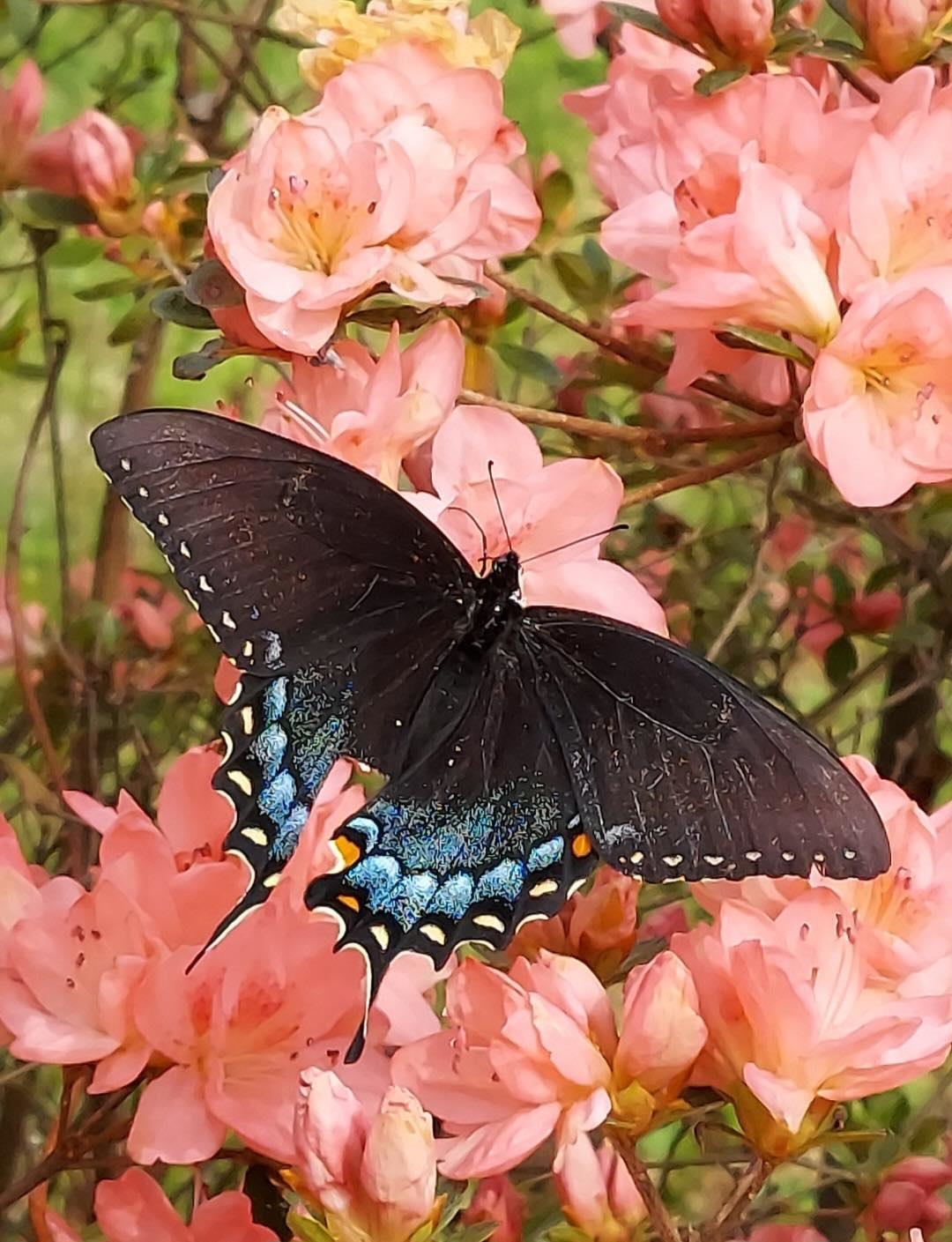 581 Oak Grove Church Rd