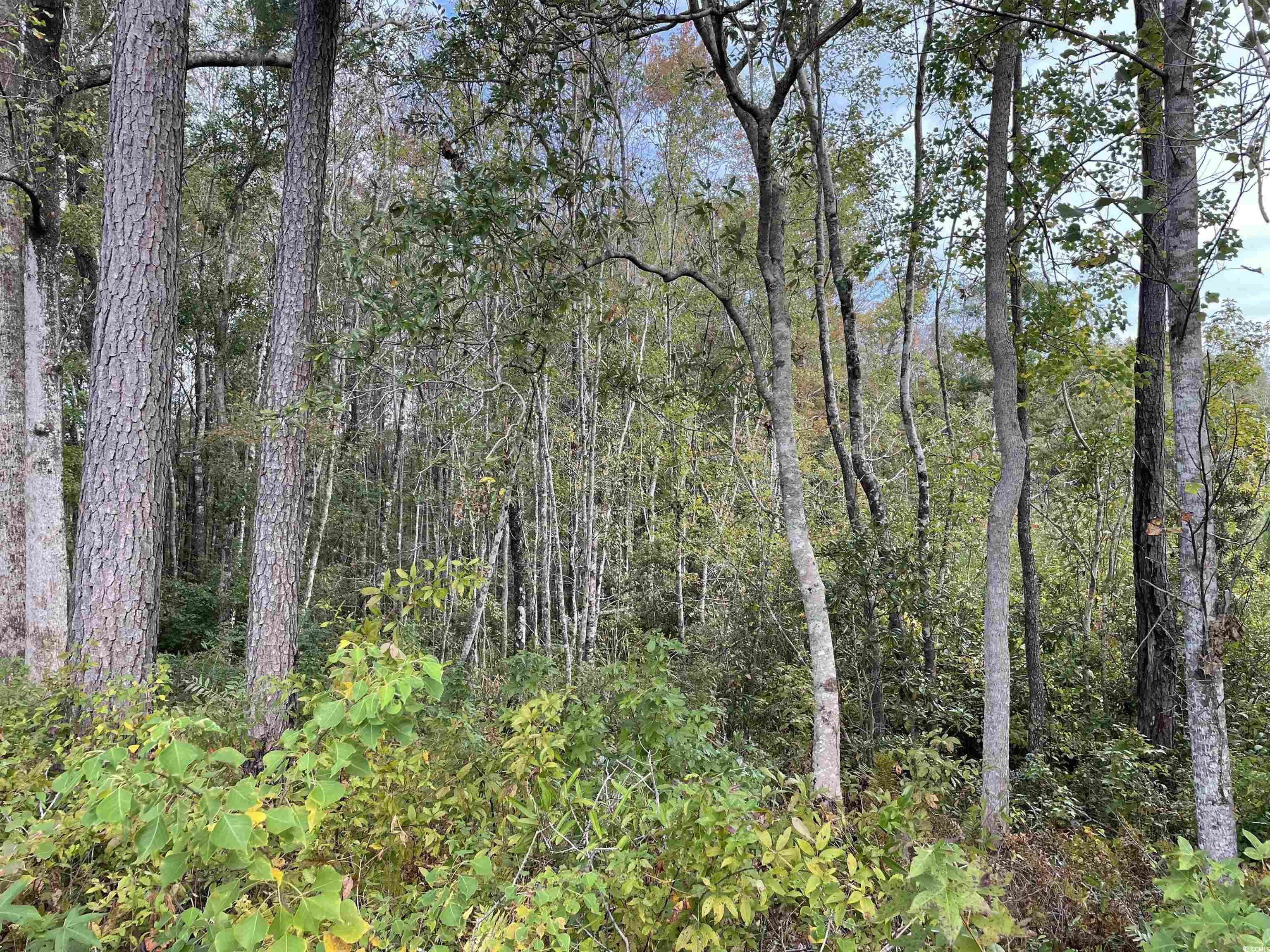 TBD tract Whitehall Ave. Georgetown, SC 29440