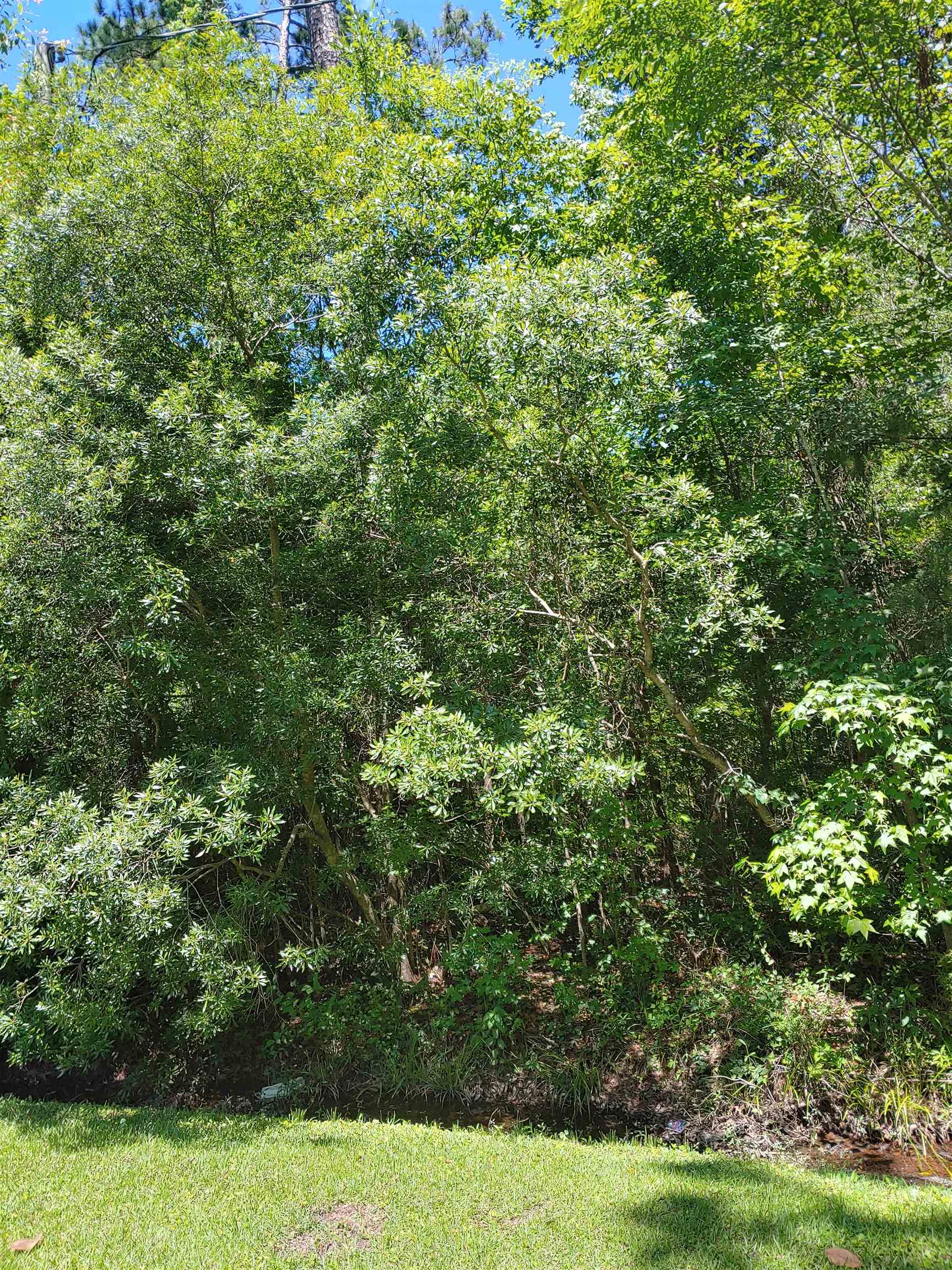 Annie Rainey Lane, Pawleys Island, South Carolina image 1