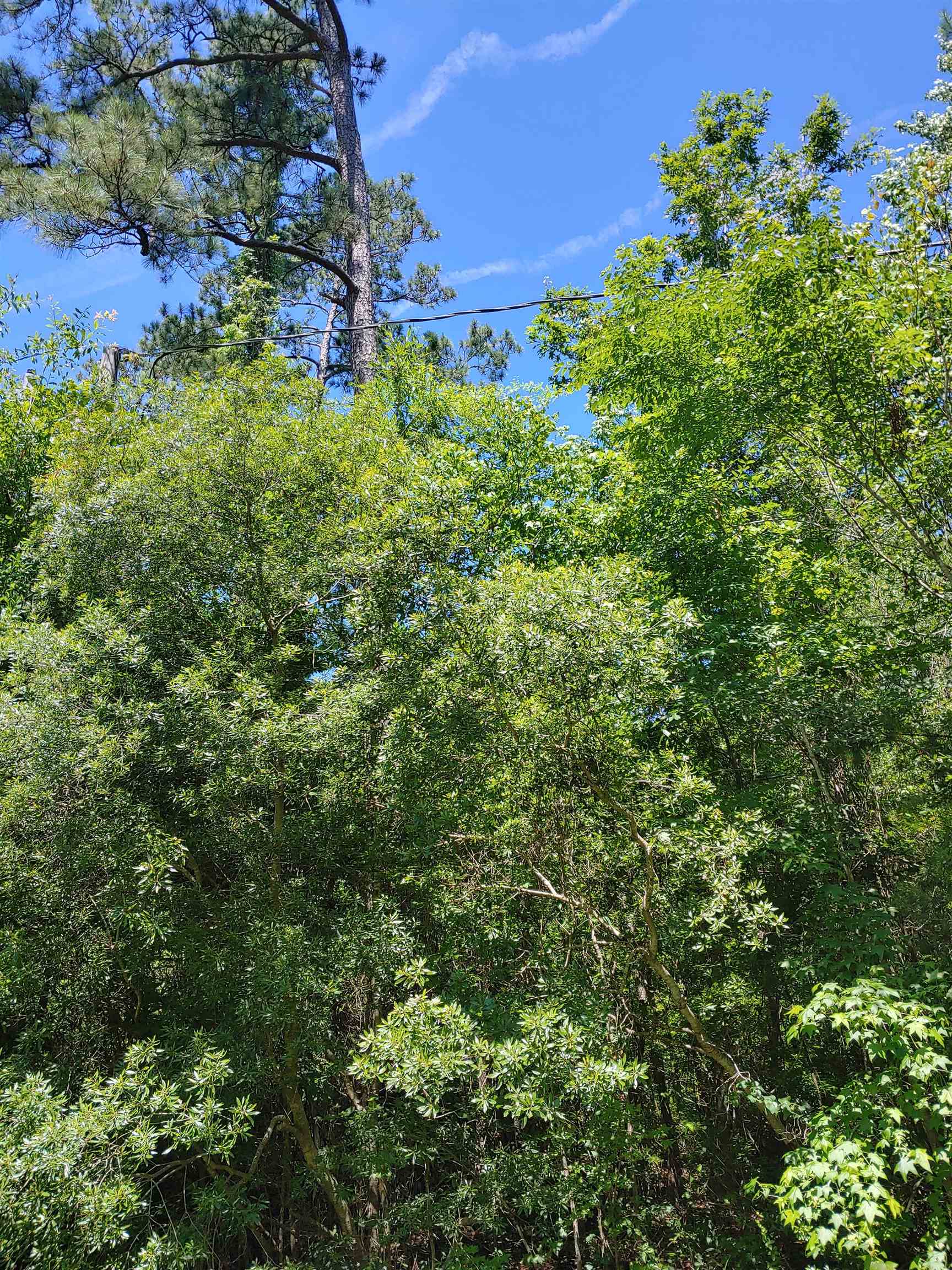 Annie Rainey Lane, Pawleys Island, South Carolina image 11