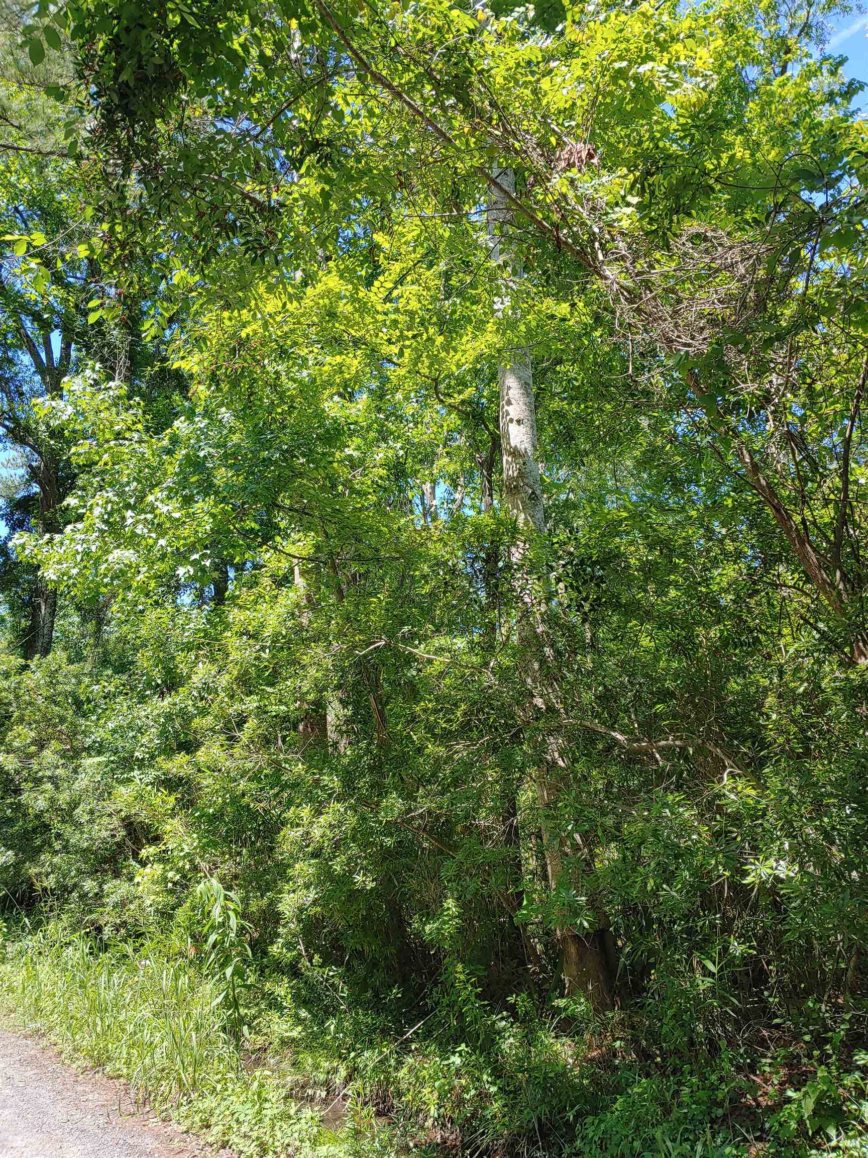 Annie Rainey Lane, Pawleys Island, South Carolina image 2